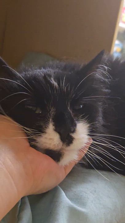 Enlarge Boo Boo, a ADOPTABLE Domestic Medium Hair in Melrose, MA video 6/6