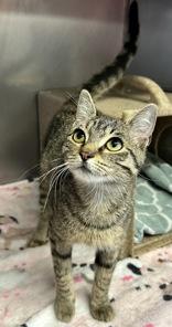 Moze, ADOPTABLE, Young Female Domestic Short Hair.