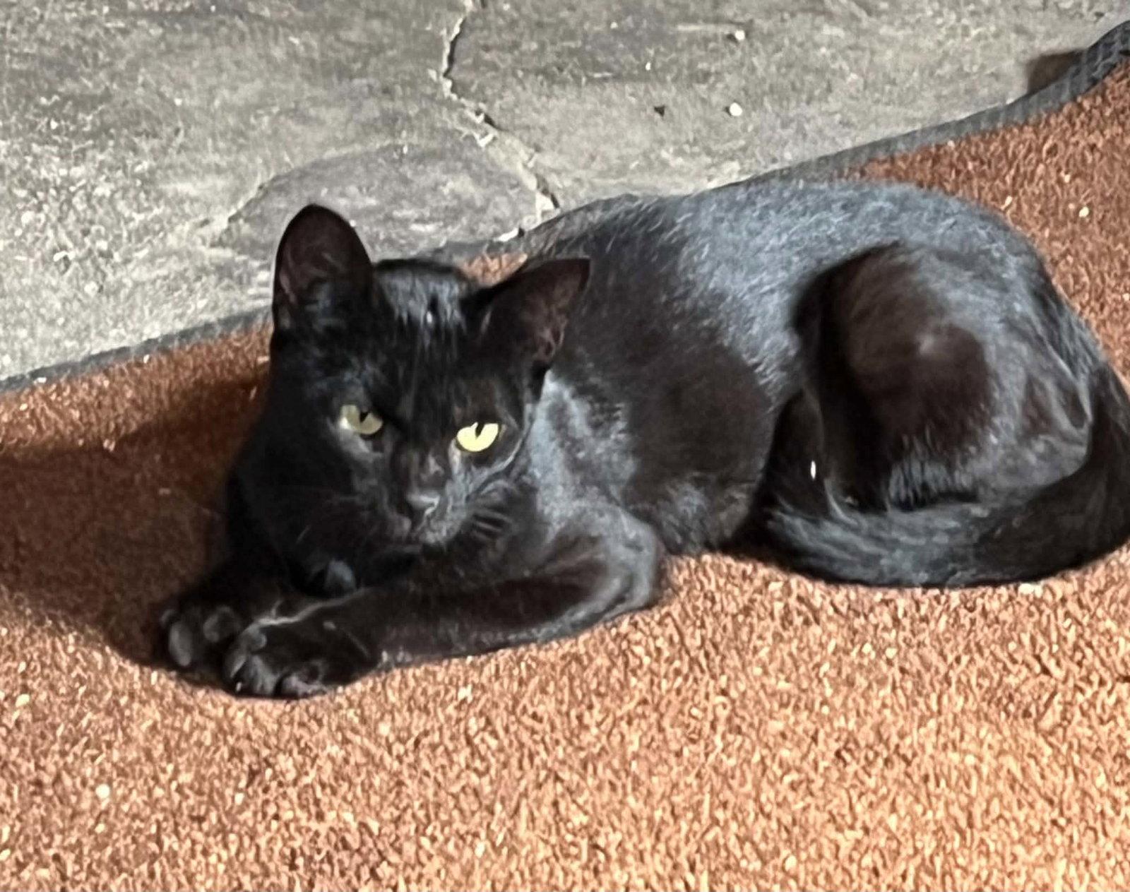 Enlarge Zane, a Adopted Domestic Short Hair in Austin, MN image 1/3