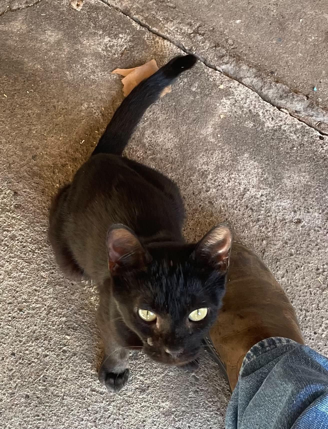 Enlarge Zane, a Adopted Domestic Short Hair in Austin, MN image 2/3