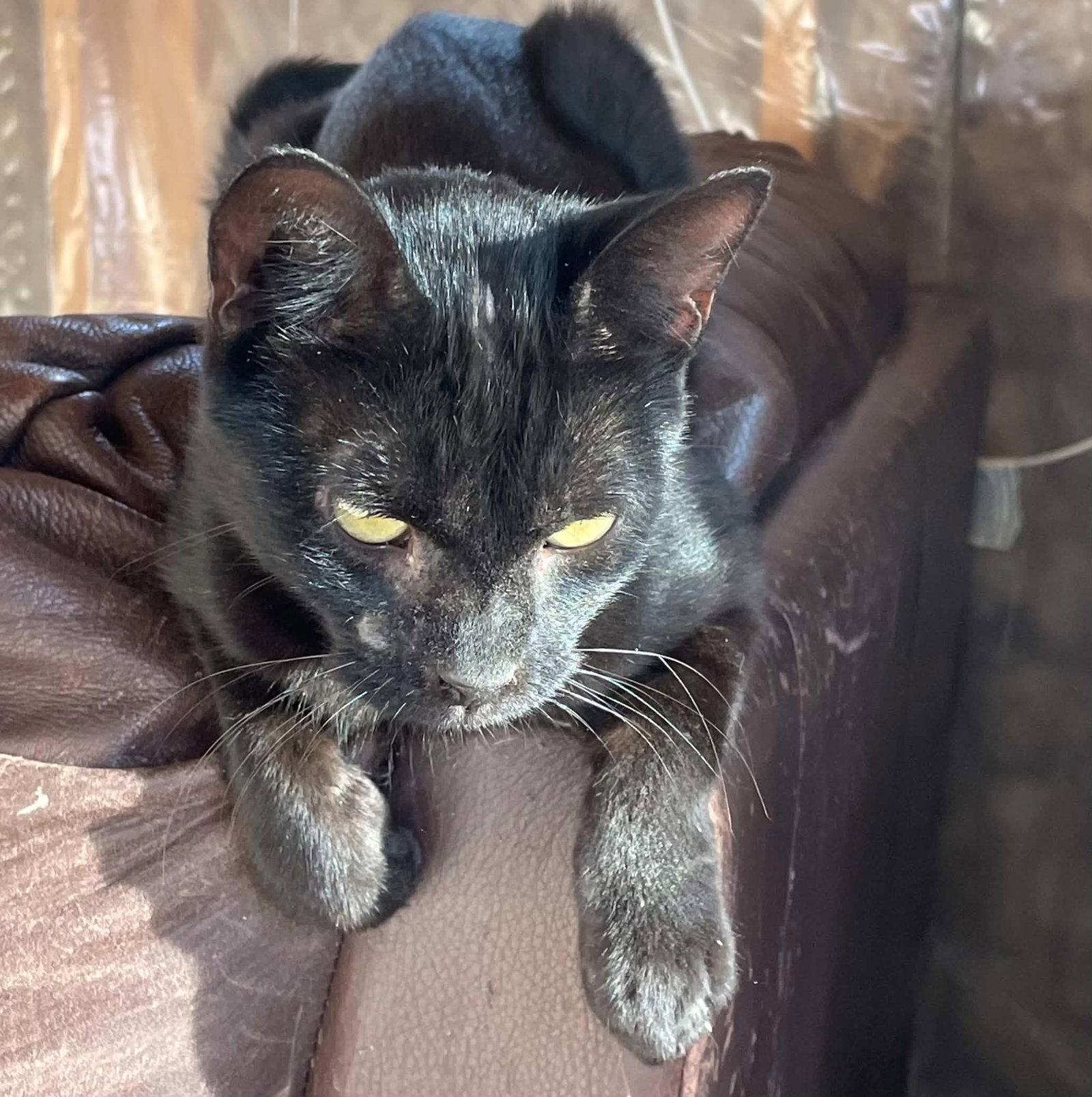 Enlarge Zane, a Adopted Domestic Short Hair in Austin, MN image 3/3