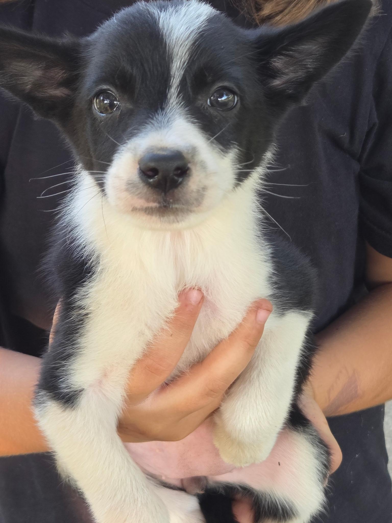 Enlarge Dot, a ADOPTABLE mixed breed in Angier , NC image 1/1