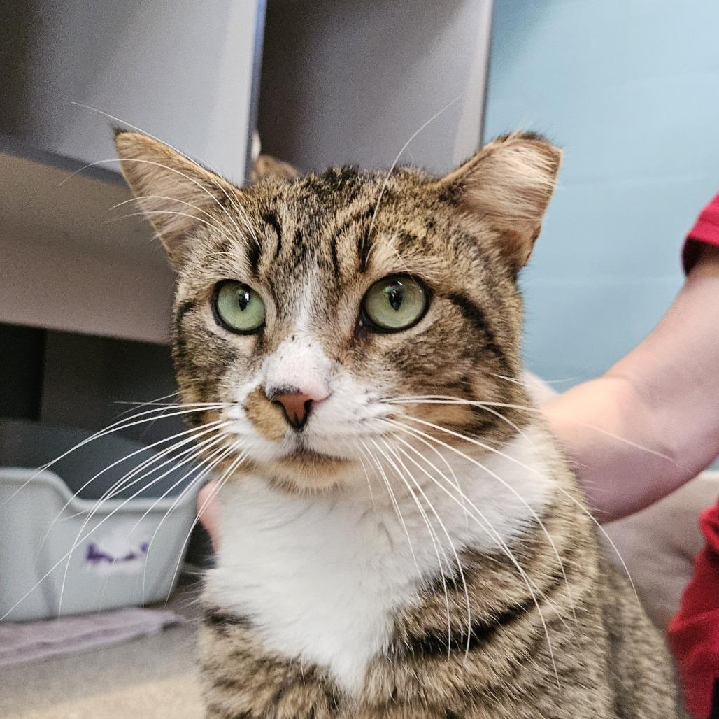 Teddy Bear, Adoptable, Adult Male Domestic Short Hair.