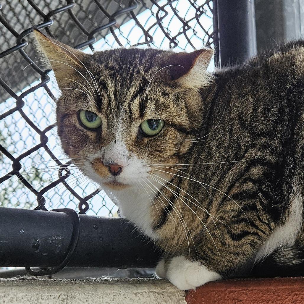Enlarge Teddy Bear, a Adoptable Domestic Short Hair in Sarasota, FL image 3/6