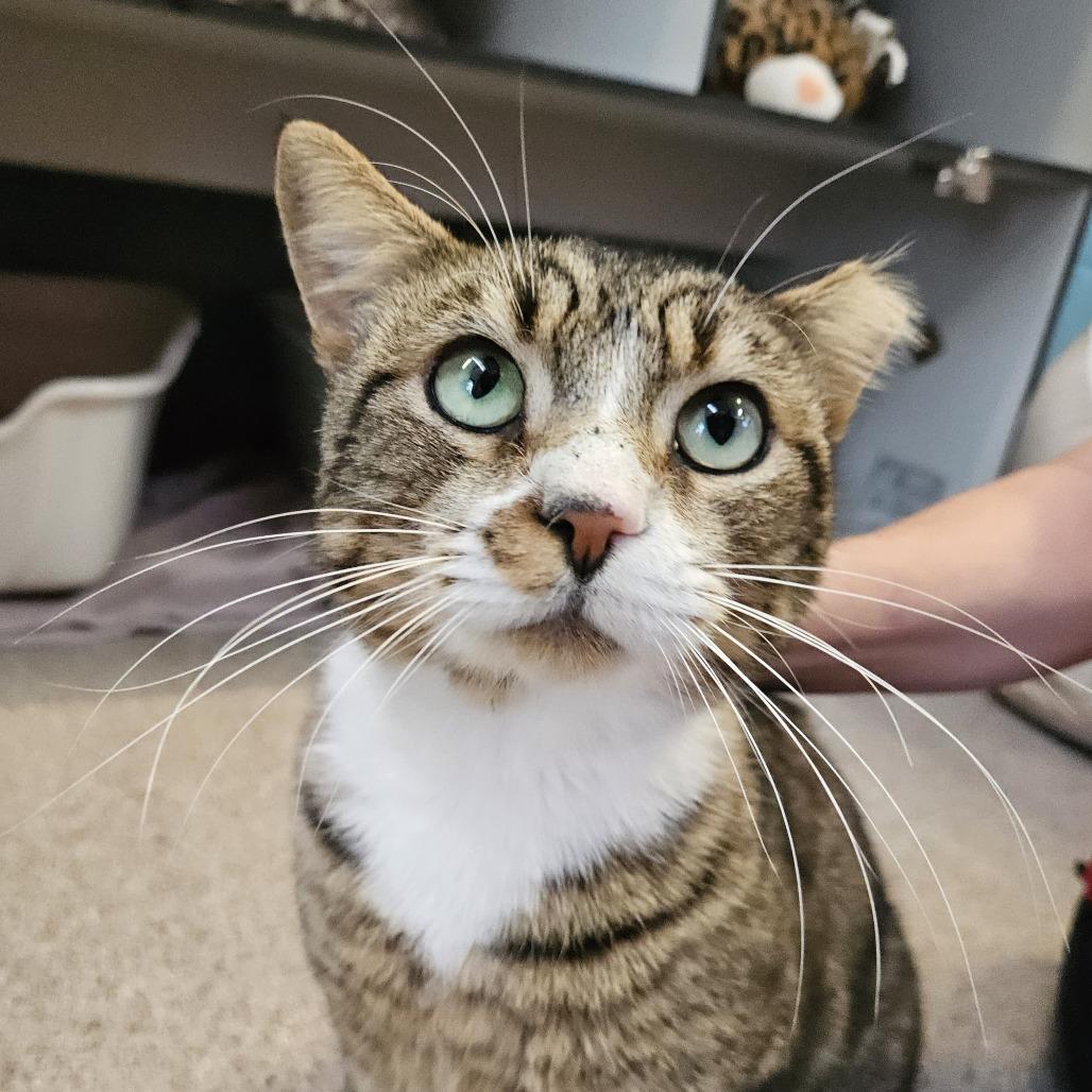 Enlarge Teddy Bear, a Adoptable Domestic Short Hair in Sarasota, FL image 4/6