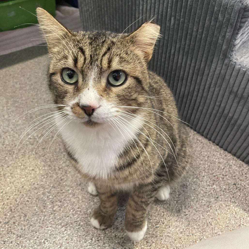 Enlarge Teddy Bear, a Adoptable Domestic Short Hair in Sarasota, FL image 5/6