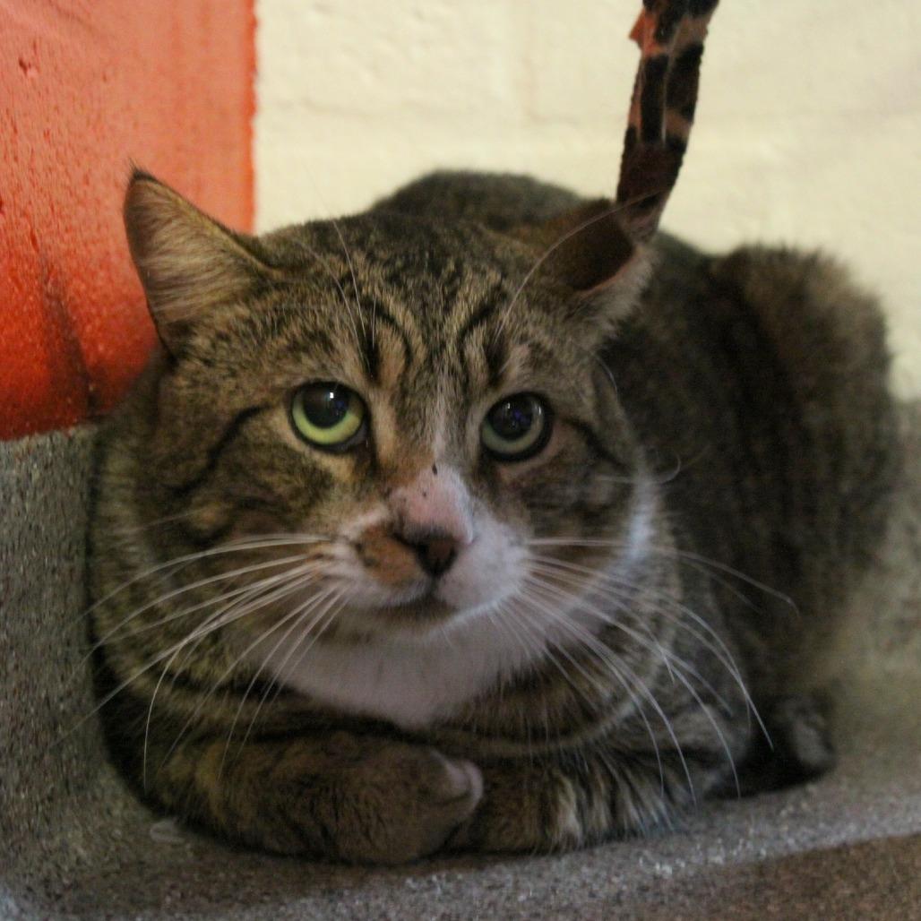 Enlarge Teddy Bear, a Adoptable Domestic Short Hair in Sarasota, FL image 6/6