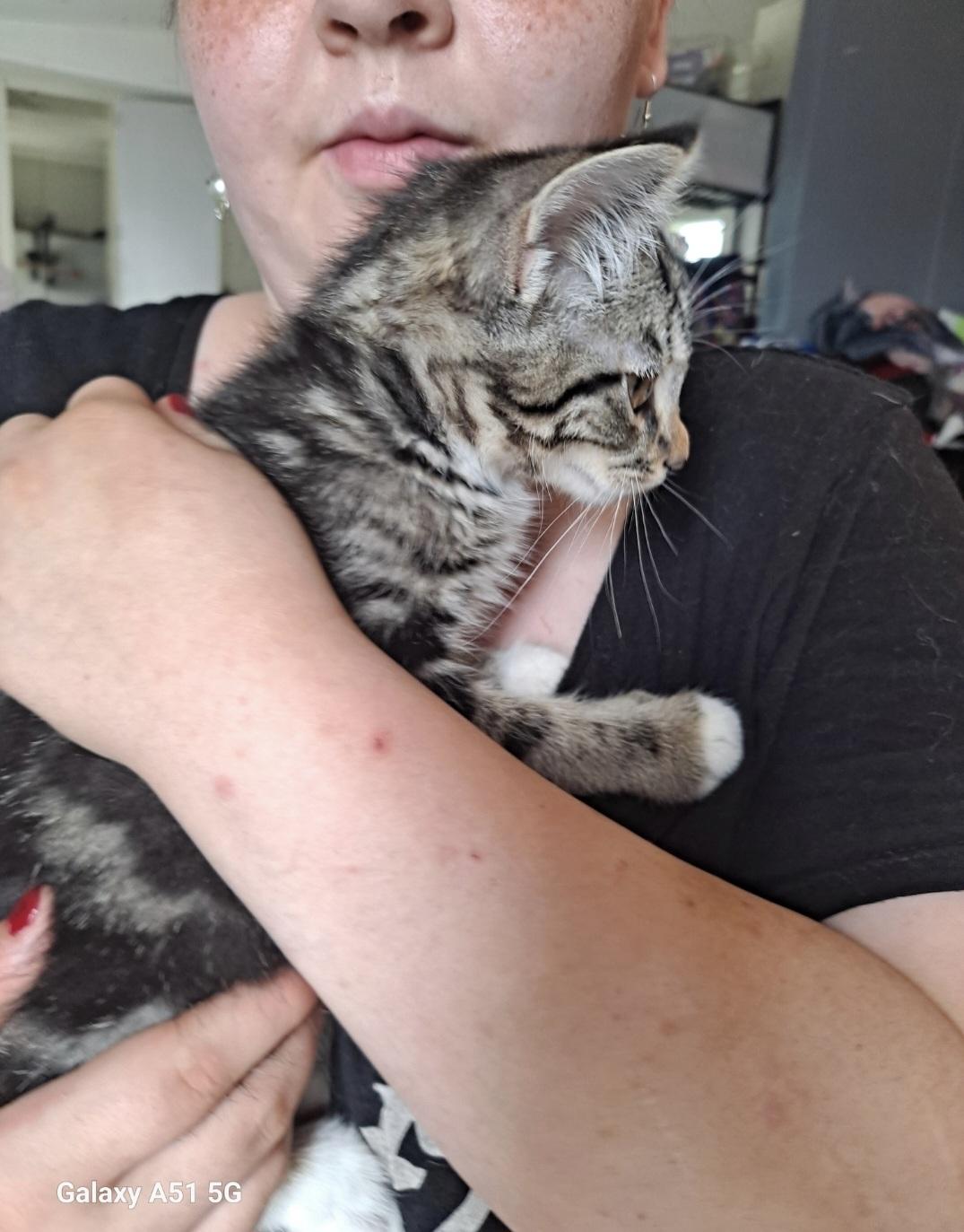 Sassy/Sasha (10wk F), Baby Female Tabby