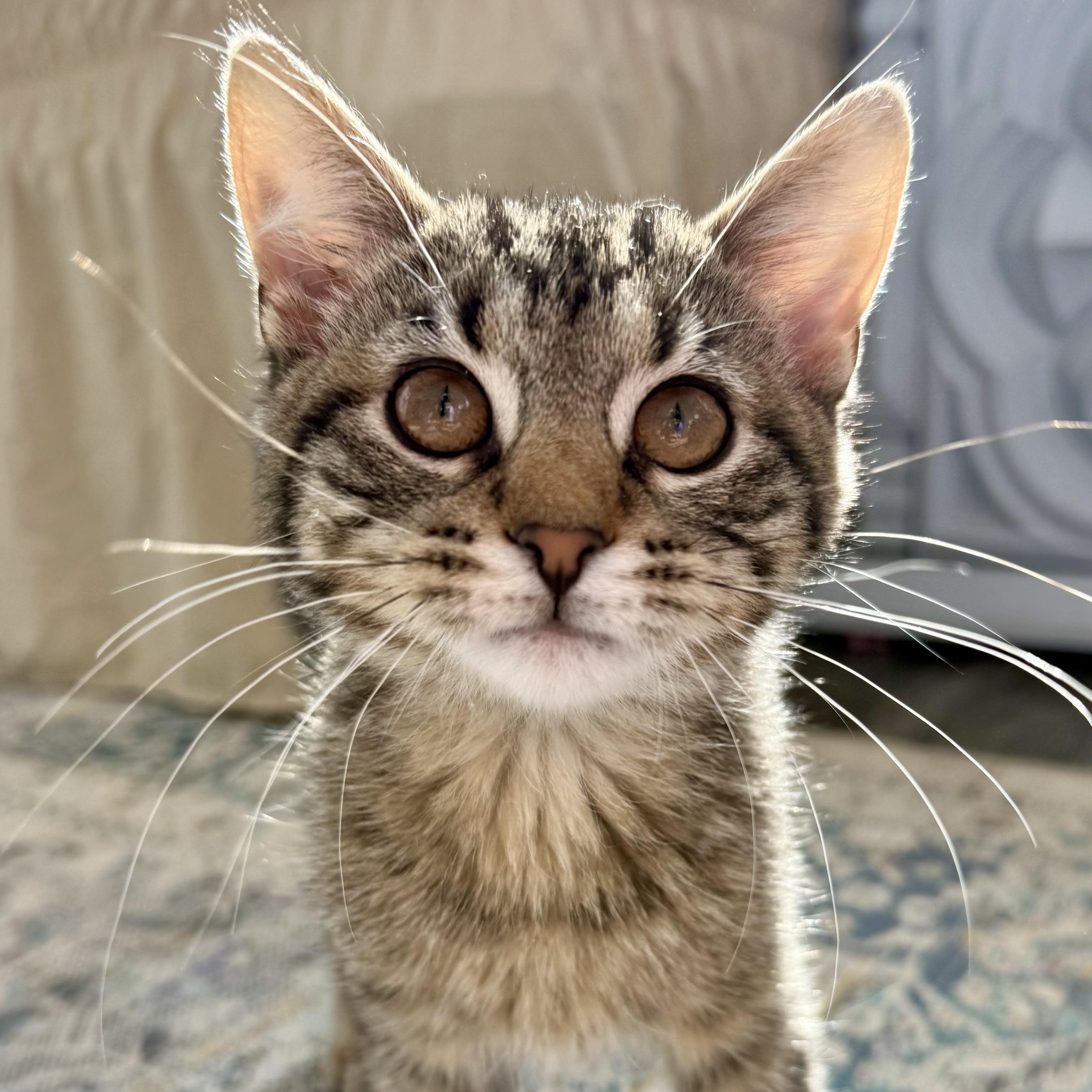 Magnus, Adoptable, Kitten Male Domestic Short Hair.