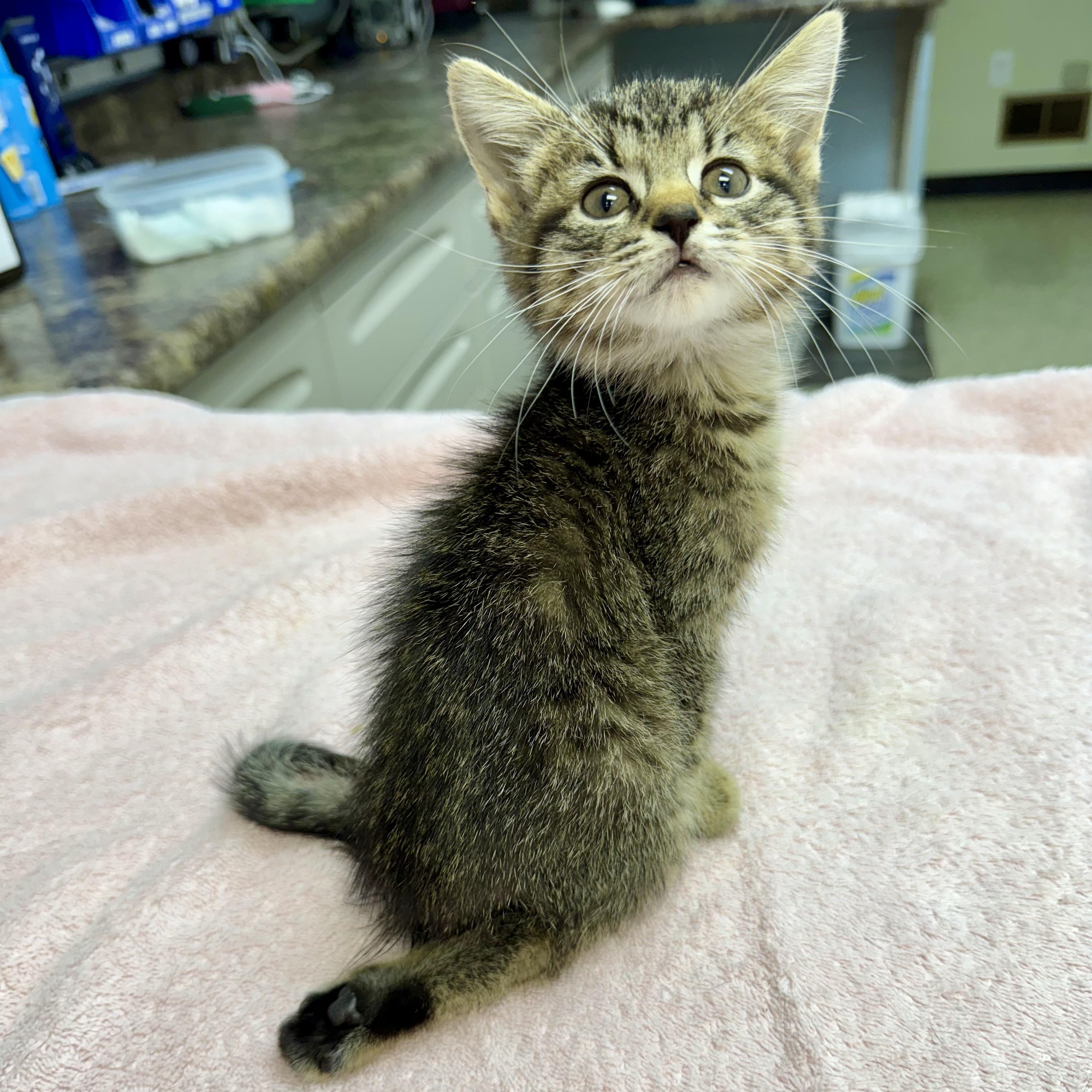 Magnus, a Adoptable Domestic Short Hair in Murphysboro, IL image 6/6