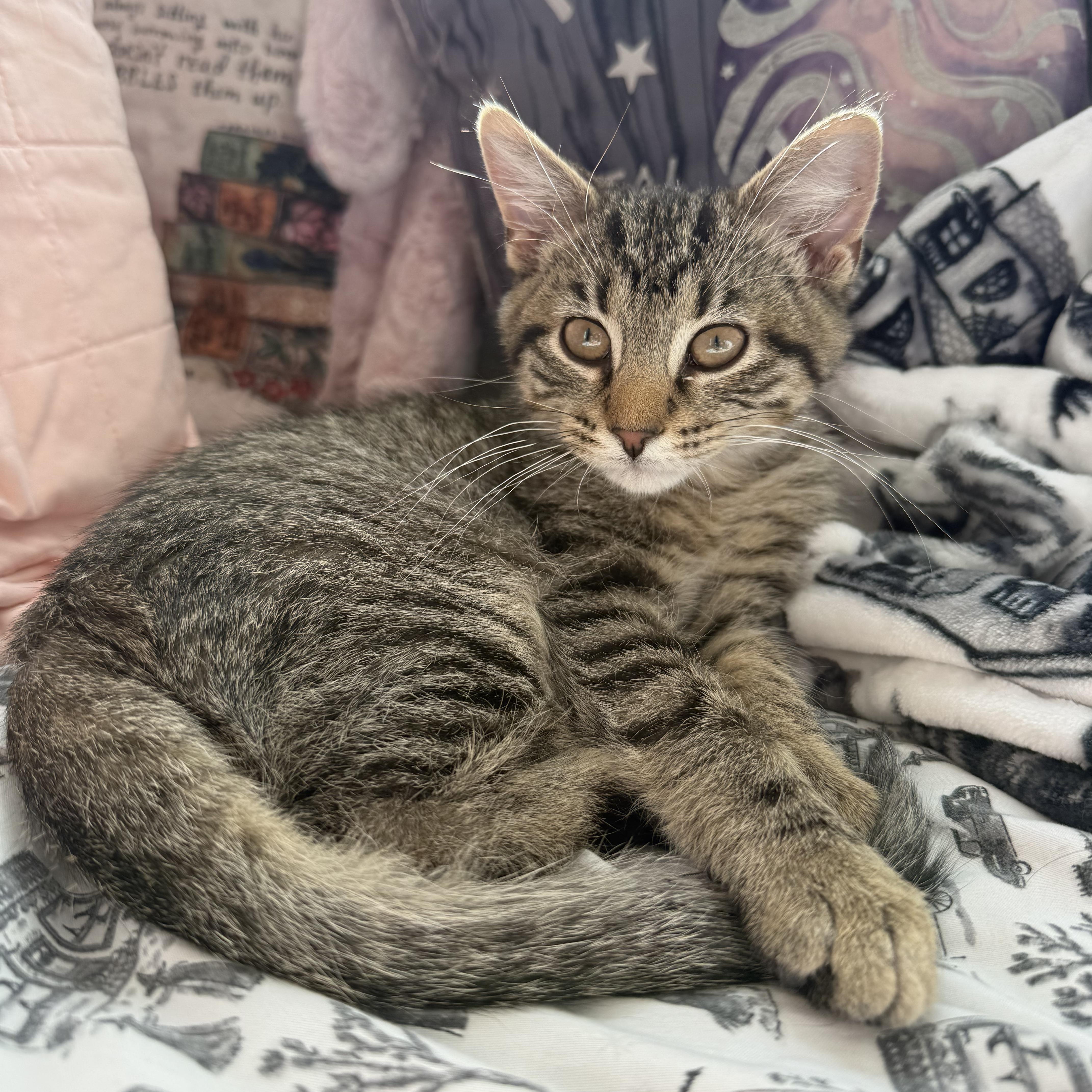 Magnus, Adoptable, Kitten Male Domestic Short Hair.