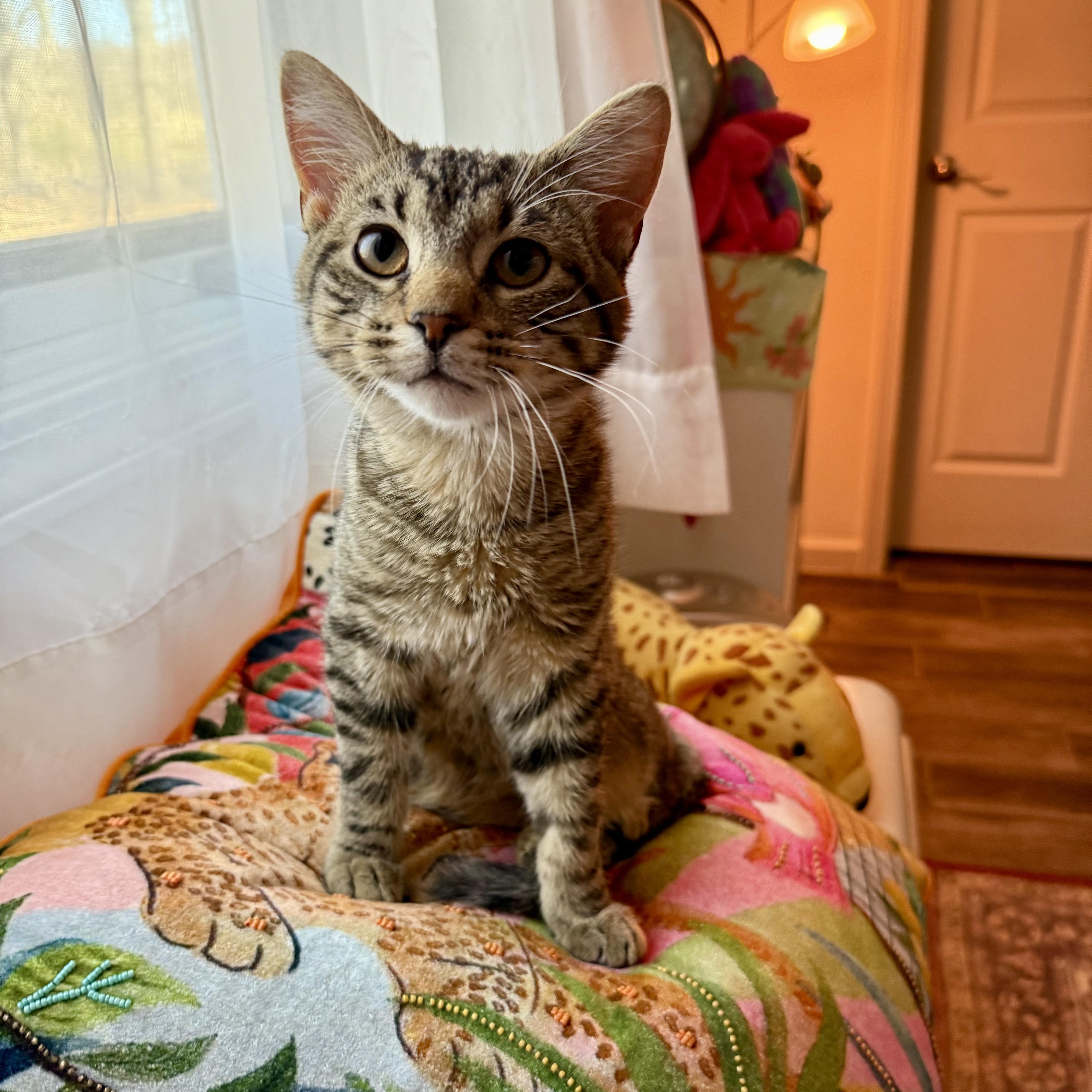 Enlarge Magnus, an adopted Domestic Short Hair in Murphysboro, IL image 1/6