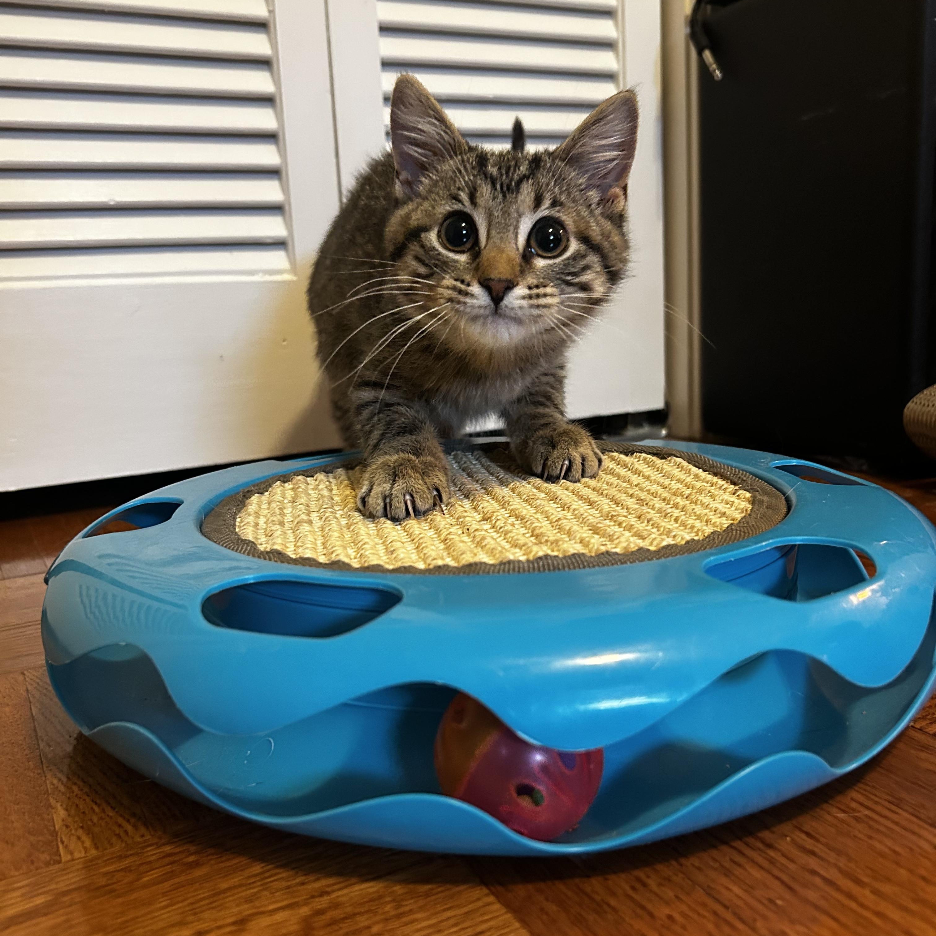 Magnus, a Adoptable Domestic Short Hair in Murphysboro, IL image 5/6