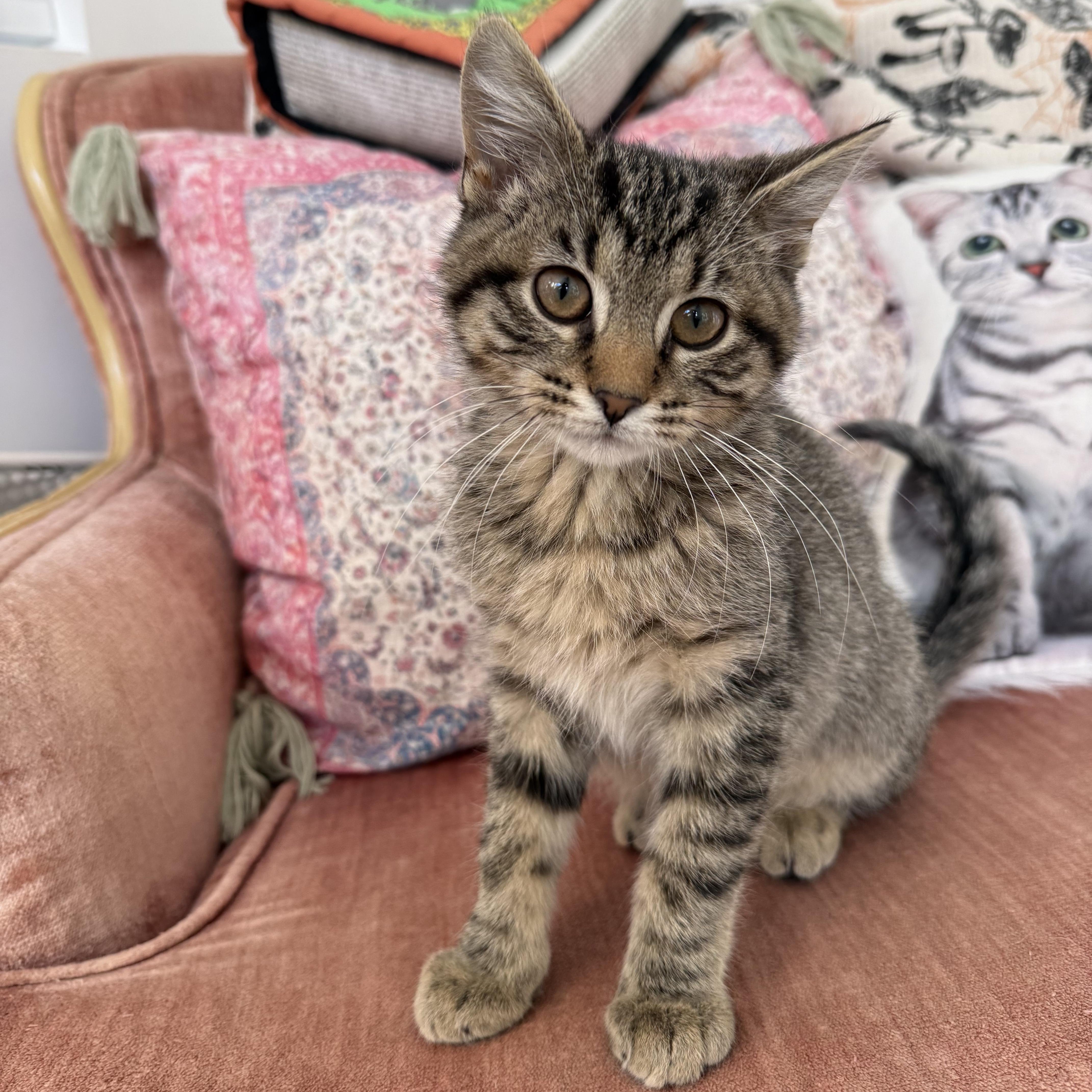 Magnus, a Adoptable Domestic Short Hair in Murphysboro, IL image 4/6