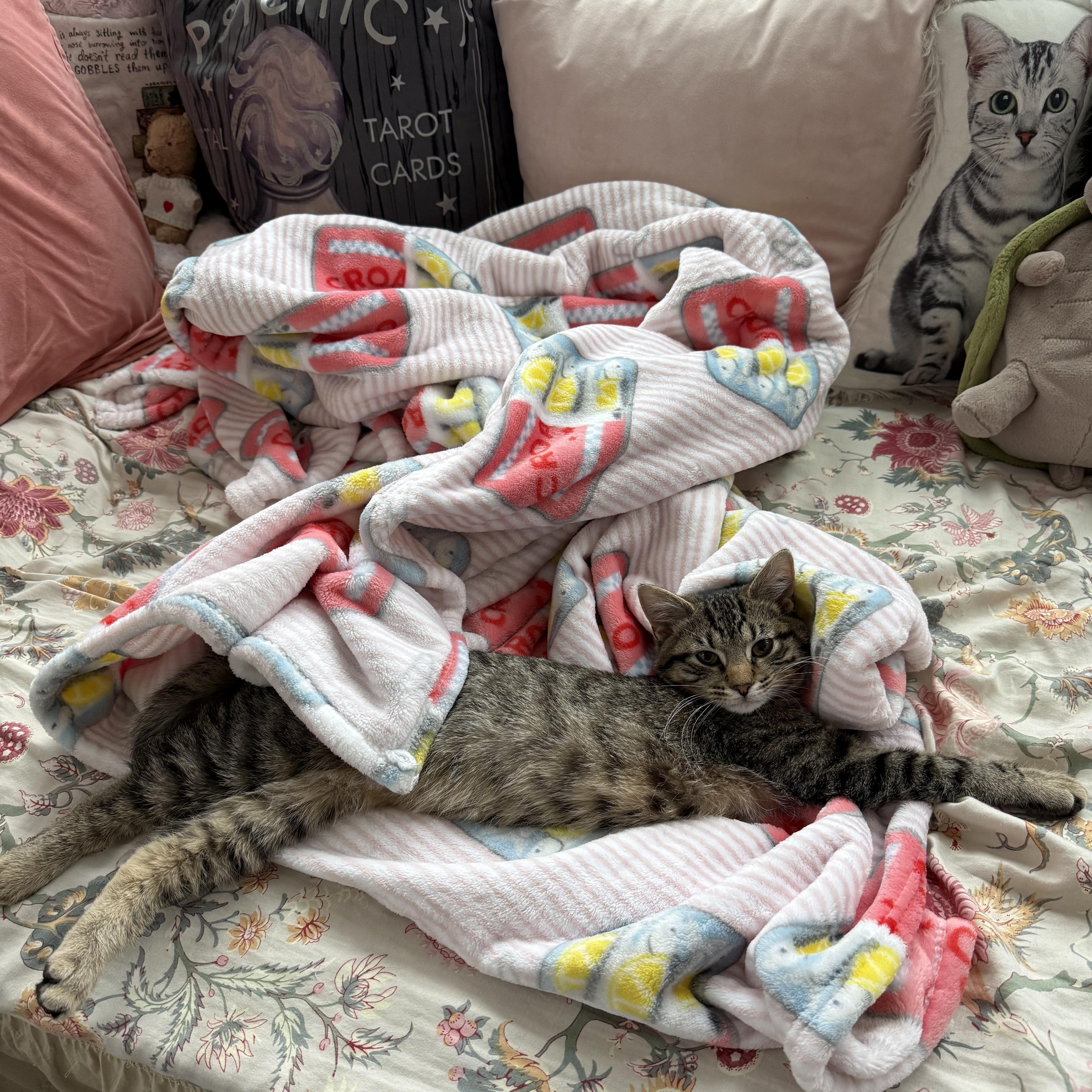 Enlarge Magnus, a Adoptable Domestic Short Hair in Murphysboro, IL image 6/6