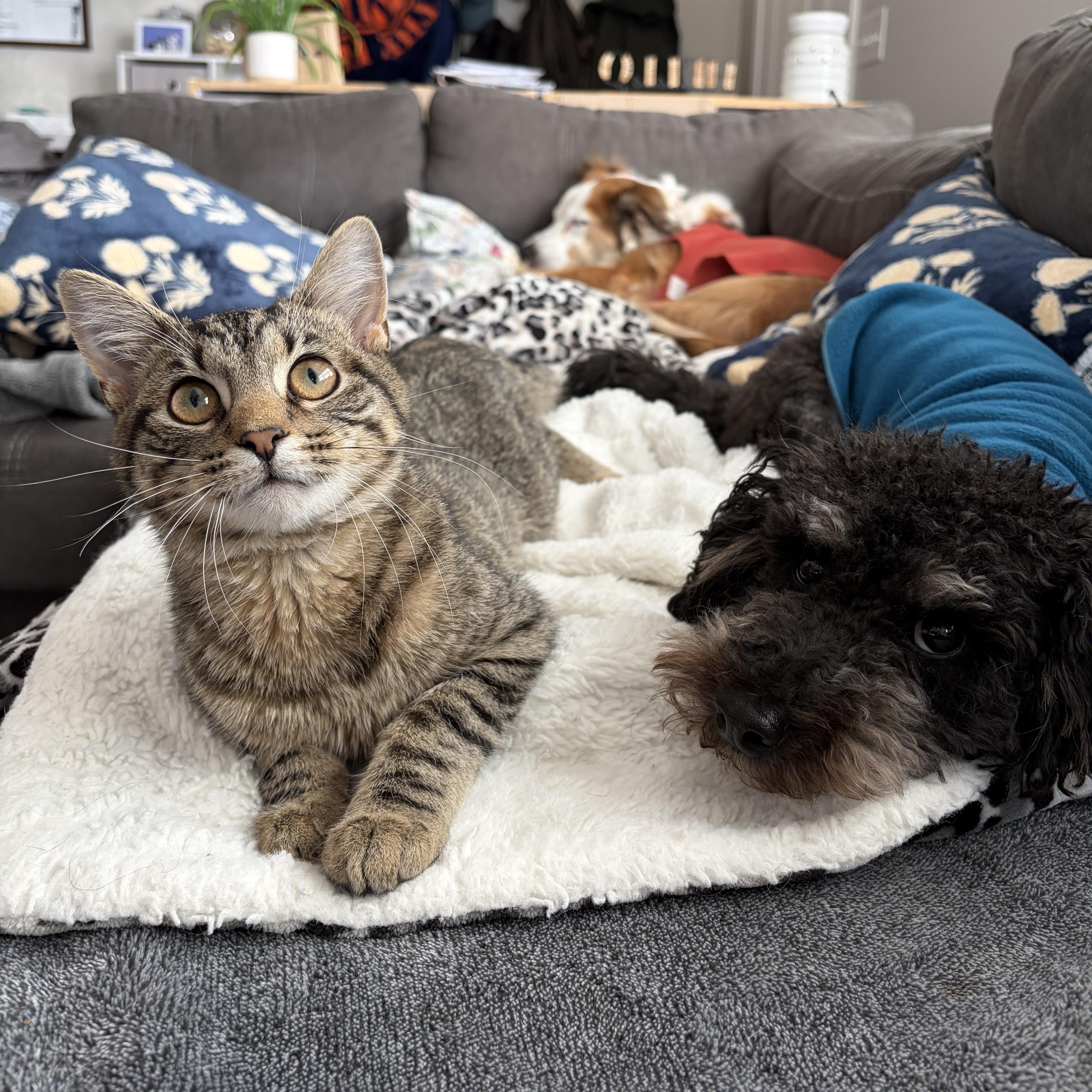 Enlarge Magnus, an adopted Domestic Short Hair in Murphysboro, IL image 4/6