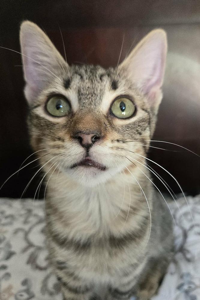 Mayra Rose, Adopted, Kitten Female Domestic Short Hair.