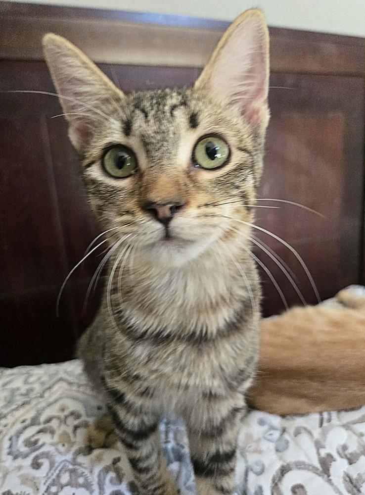 Enlarge Mayra Rose, a Adopted Domestic Short Hair in Salinas, CA image 2/3