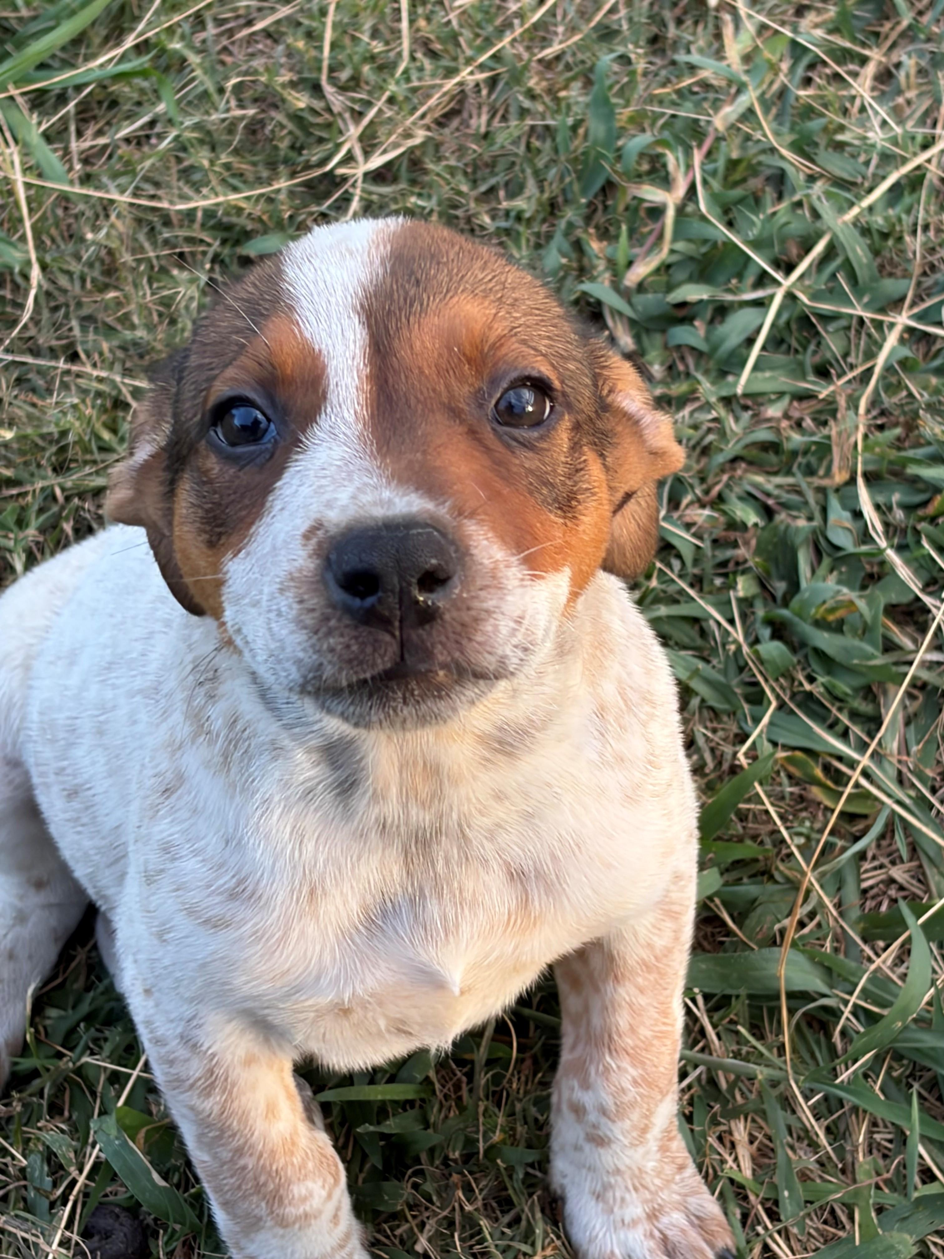 Bill, adopted, Puppy Male Retriever & Cattle Dog.