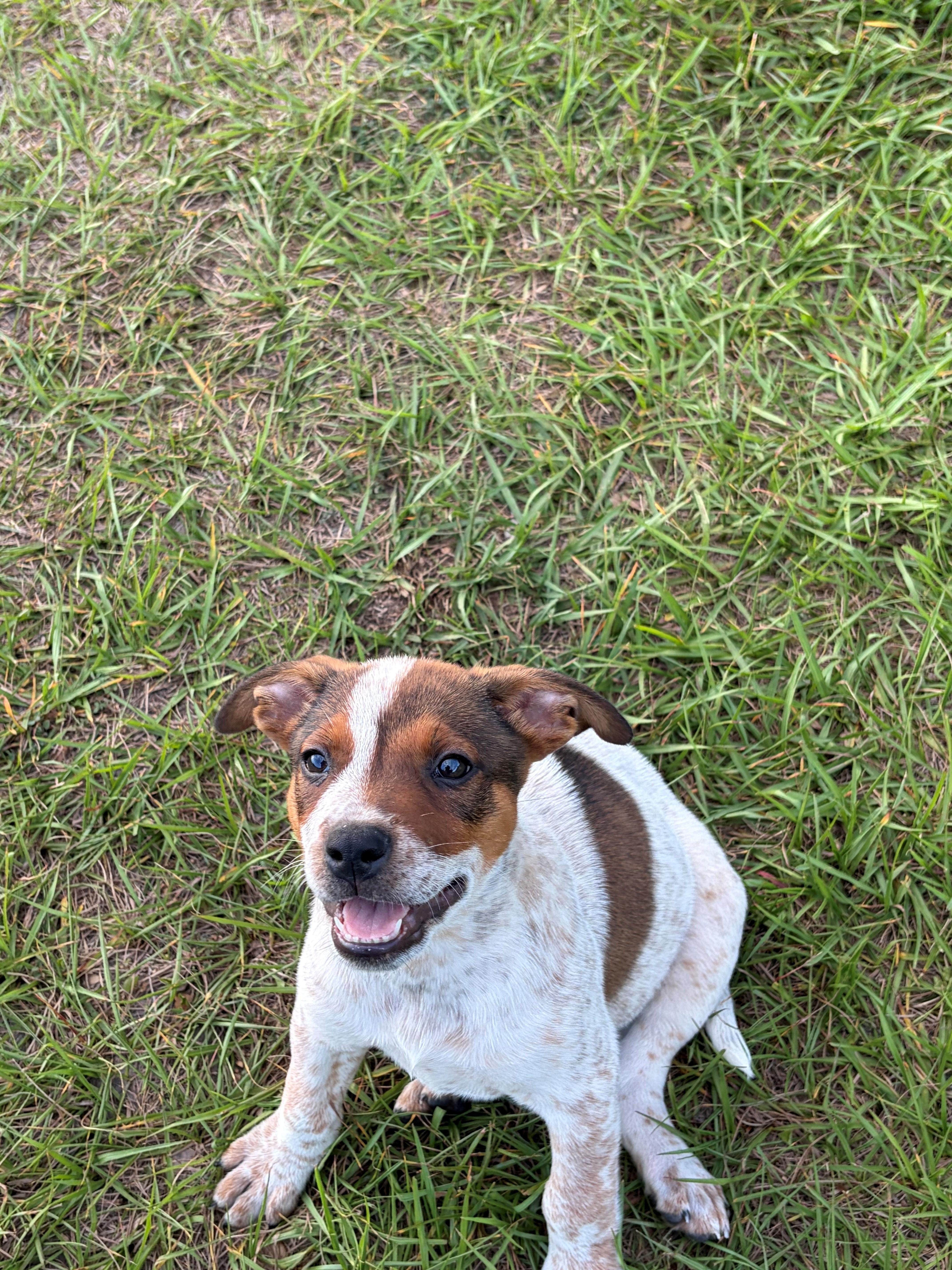 Bill, an adopted mixed breed in Zephyrhills, FL image 4/4
