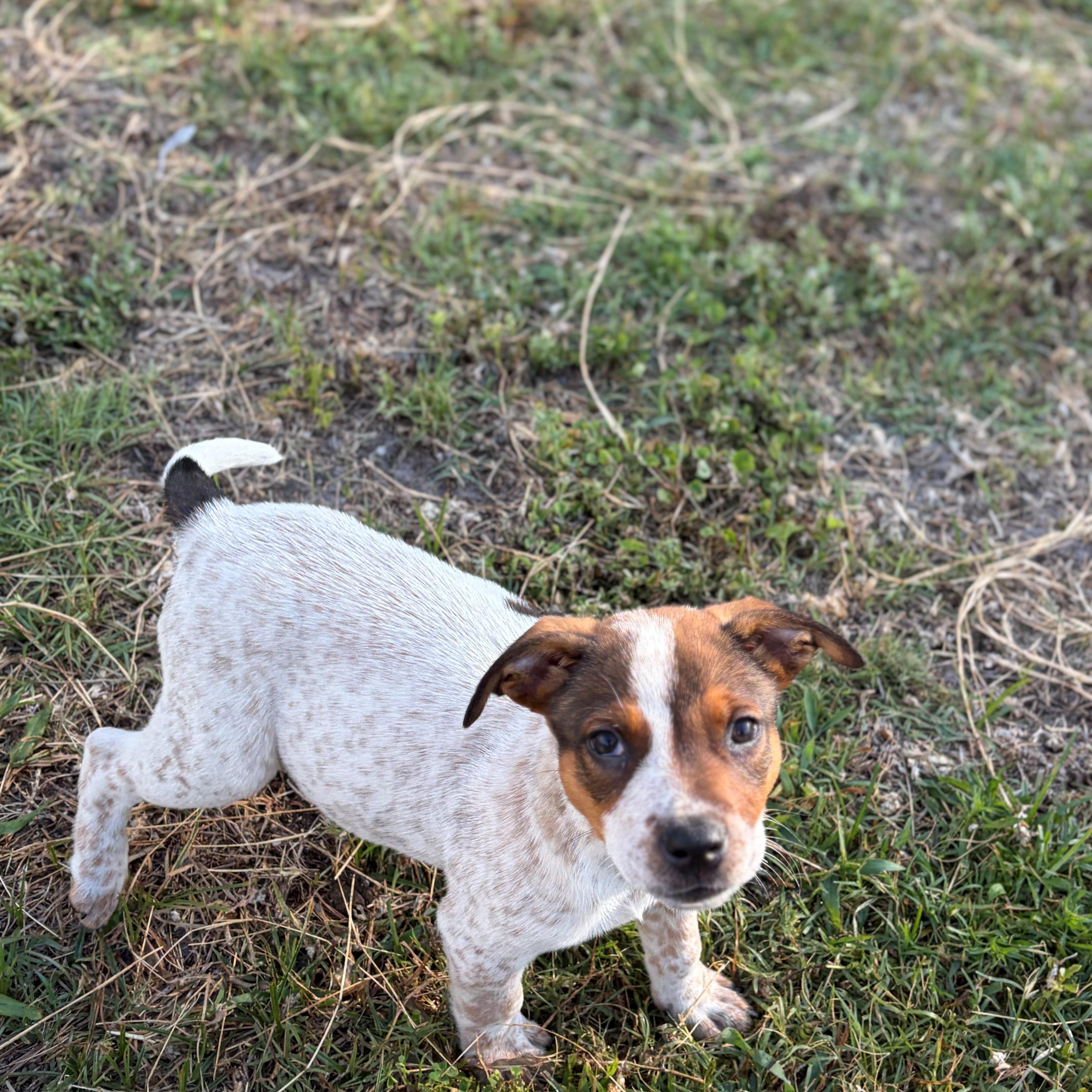 Enlarge Bill, a ADOPTABLE Australian Cattle Dog / Blue Heeler in Zephyrhills, FL image 2/3