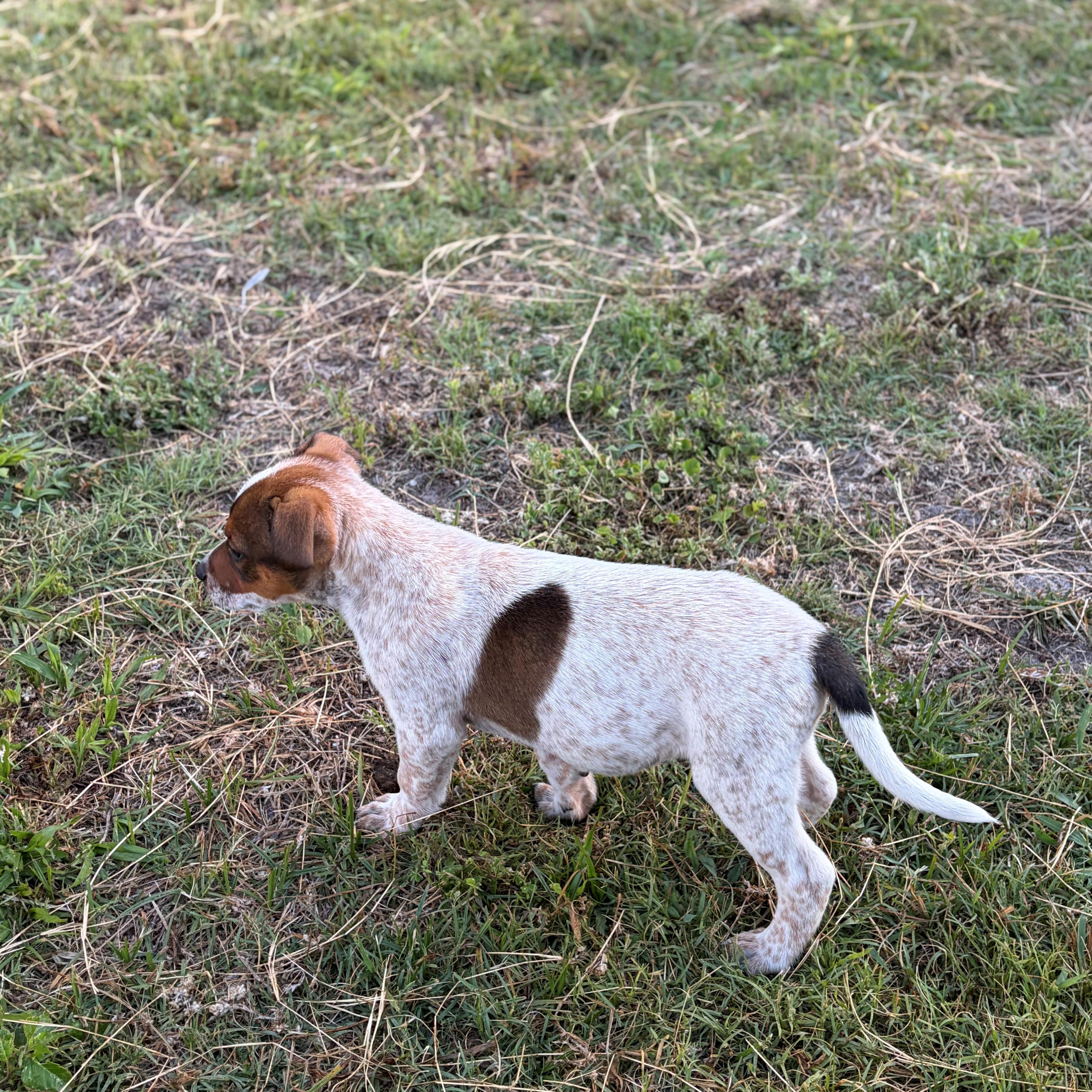 Enlarge Bill, a ADOPTABLE Australian Cattle Dog / Blue Heeler in Zephyrhills, FL image 3/3