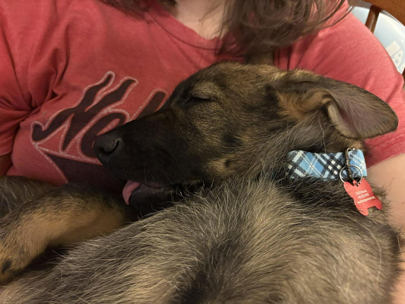 Enlarge Ashland - Nebraska Litter, a Adoptable German Shepherd Dog in Gretna, NE image 1/3