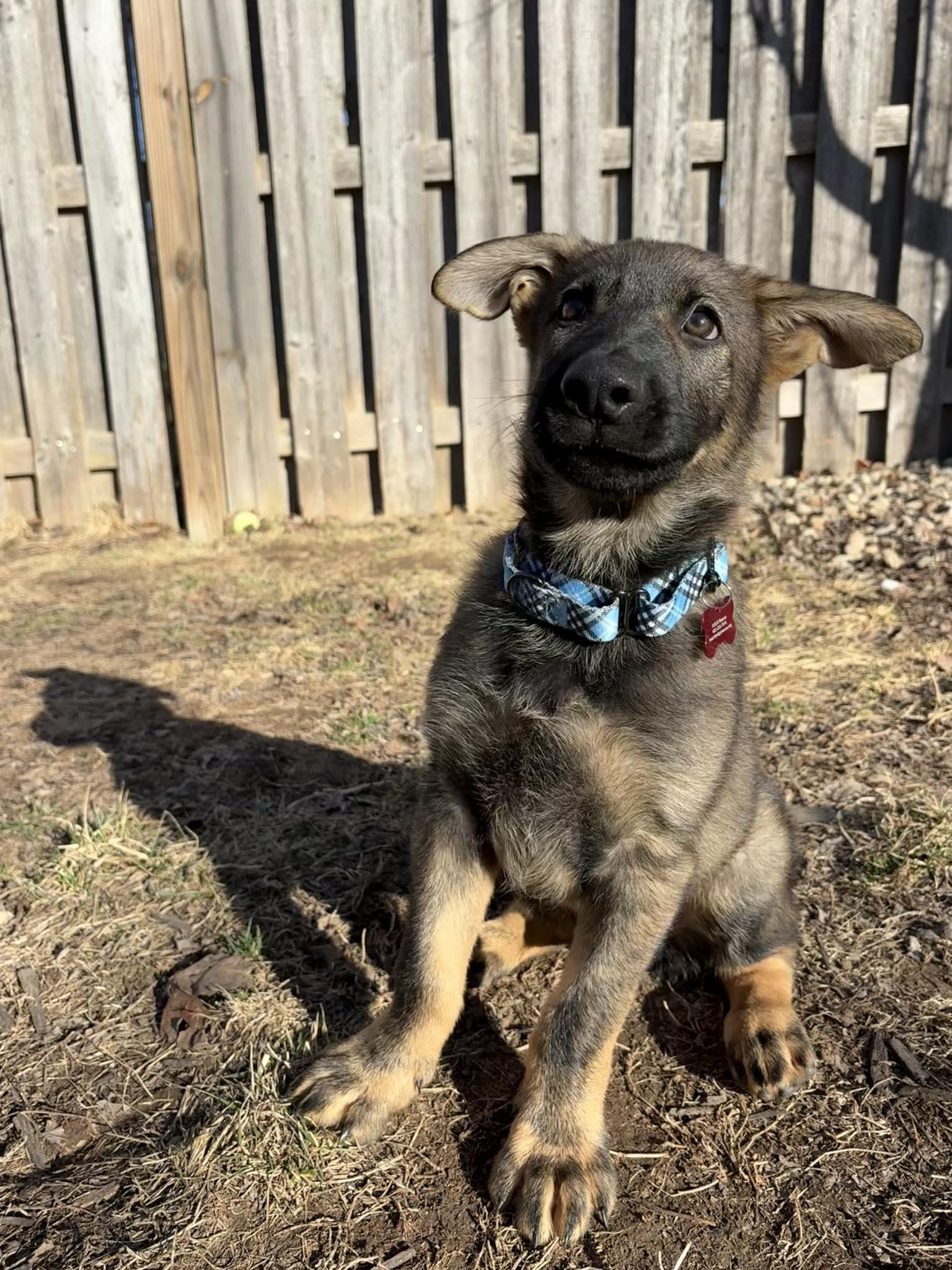 Enlarge Ashland - Nebraska Litter, a Adoptable German Shepherd Dog in Gretna, NE image 2/3