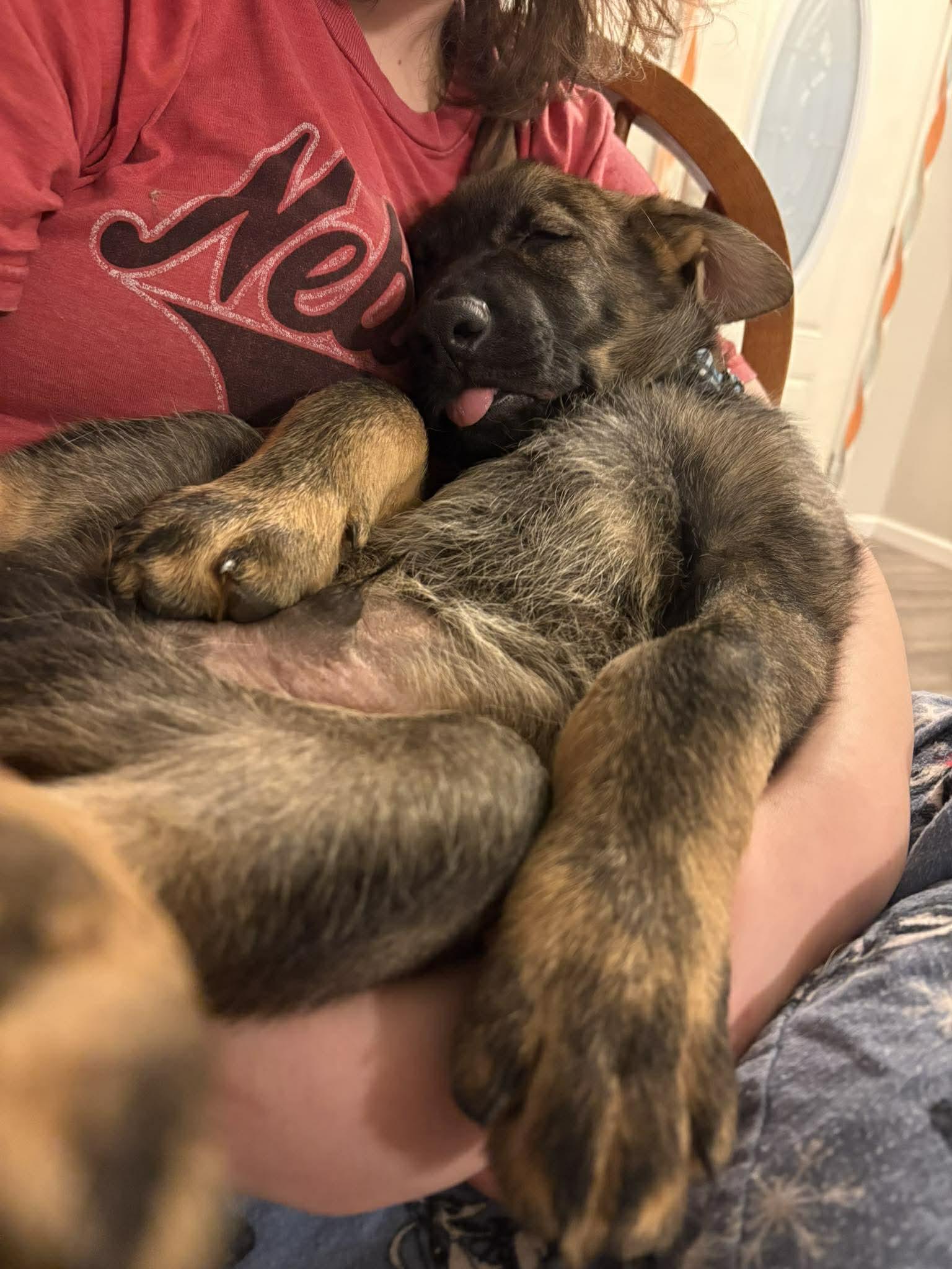 Enlarge Ashland - Nebraska Litter, a Adoptable German Shepherd Dog in Gretna, NE image 3/3