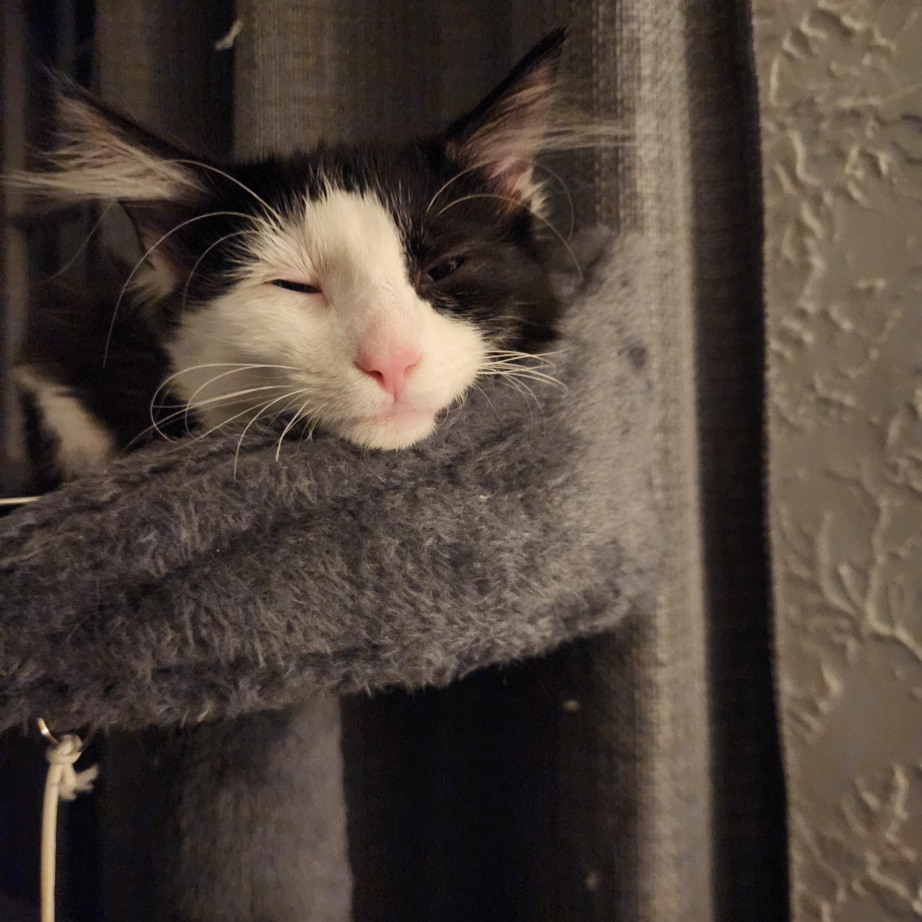 Enlarge Catherine, a ADOPTABLE Domestic Long Hair in Reynoldsburg, OH image 2/4