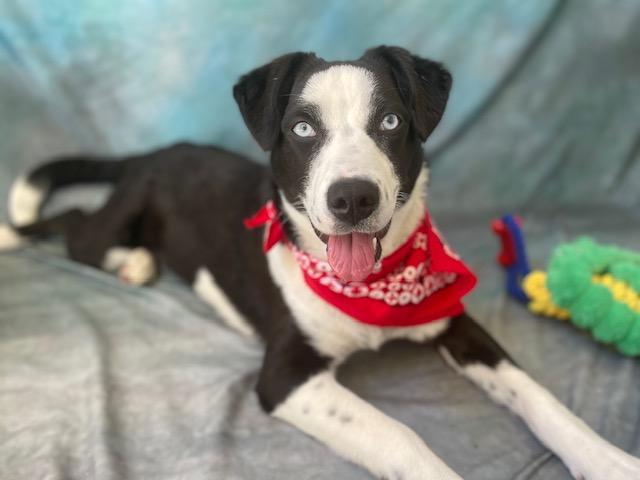 ELVIRA, Adoptable, Young Female Husky & Border Collie.