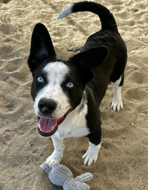 ELVIRA, Adoptable, Puppy Female Husky & Border Collie.