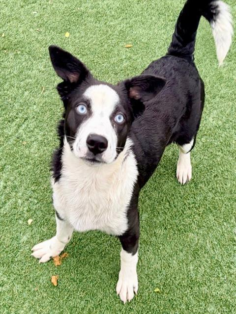 ELVIRA, Adoptable, Puppy Female Husky & Border Collie.