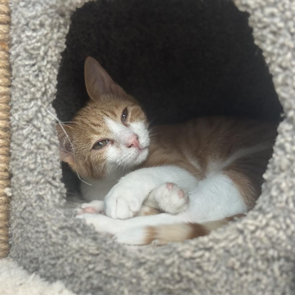 Ash, Adoptable, Young Male Domestic Short Hair.