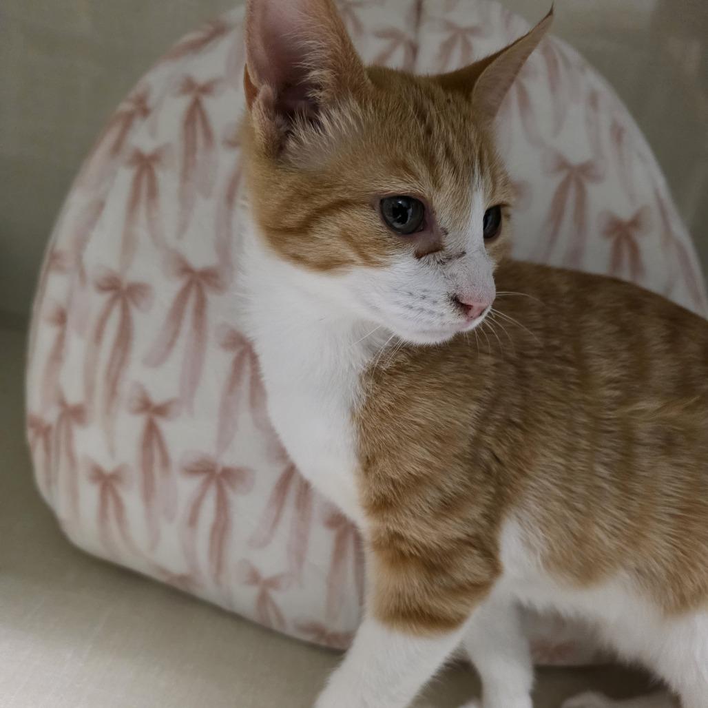 Enlarge Ash, a Adoptable Domestic Short Hair in Watertown, NY image 4/4