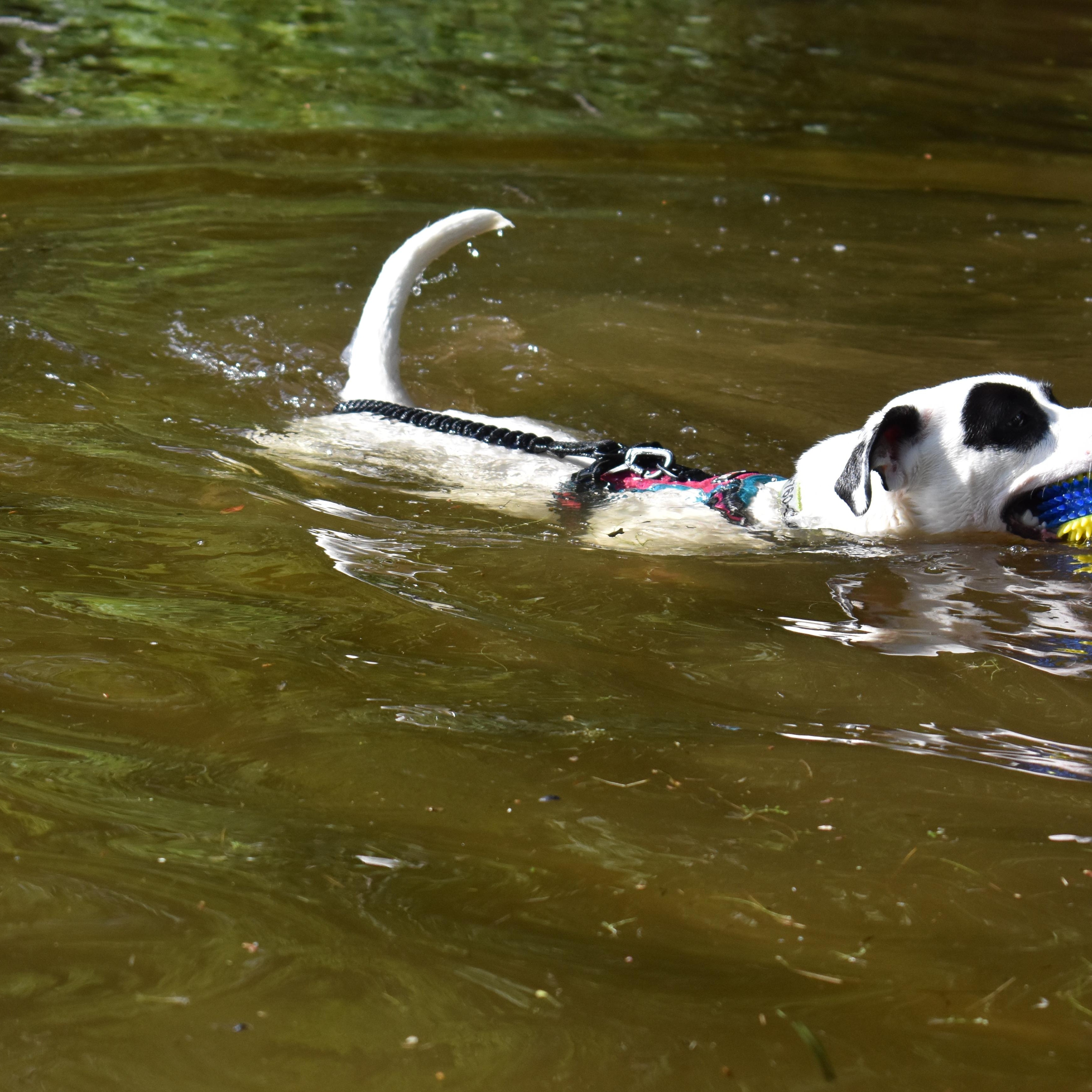 Enlarge Wendy (FKA Stella) - COME MEET!, a ADOPTABLE mixed breed in Medfield, MA image 4/5