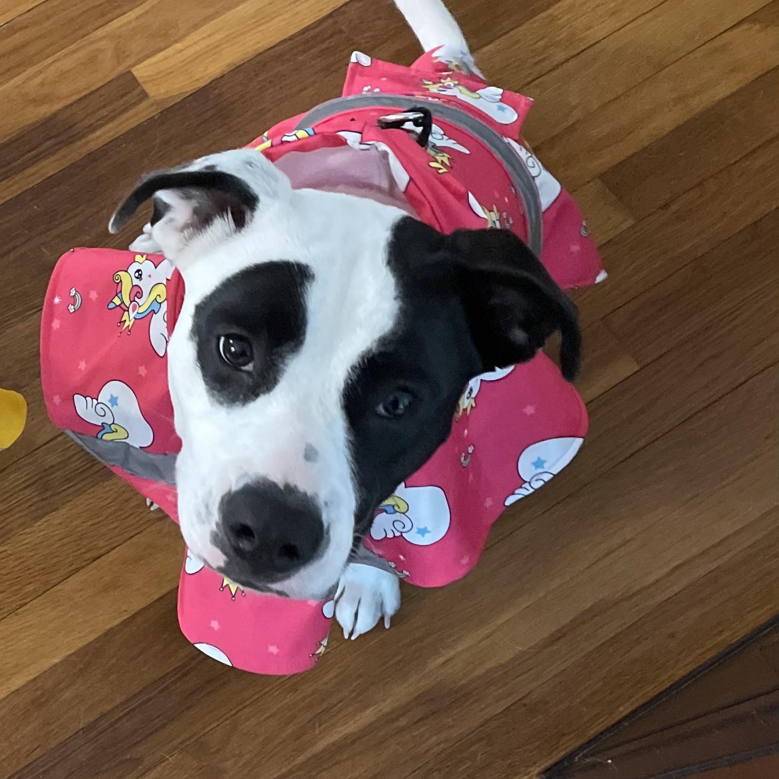 Enlarge Wendy (FKA Stella) - COME MEET!, a ADOPTABLE mixed breed in Medfield, MA image 2/5