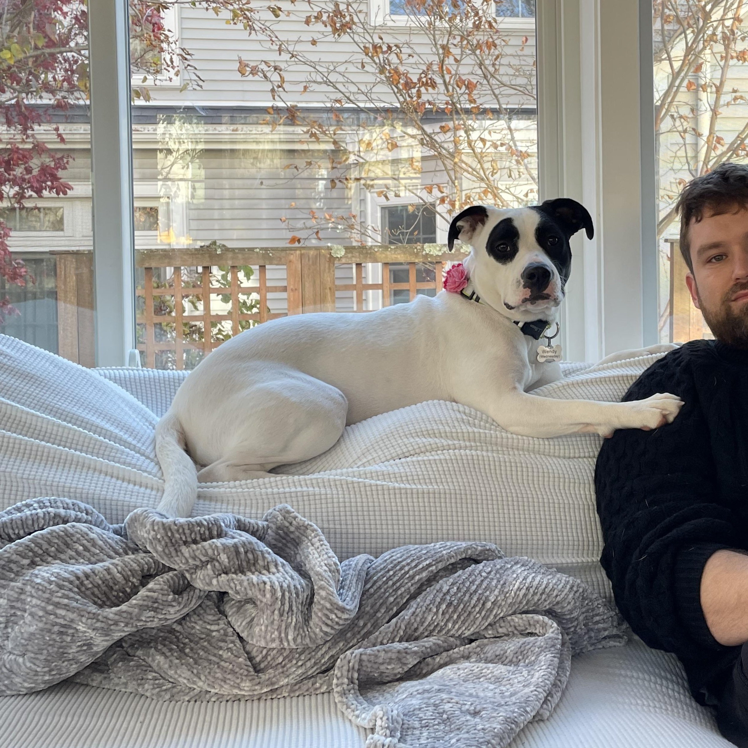 Enlarge Wendy (FKA Stella) - COME MEET!, a ADOPTABLE mixed breed in Medfield, MA image 5/5