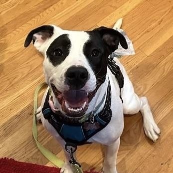 Enlarge Wendy (FKA Stella) - COME MEET!, a ADOPTABLE mixed breed in Medfield, MA image 1/5