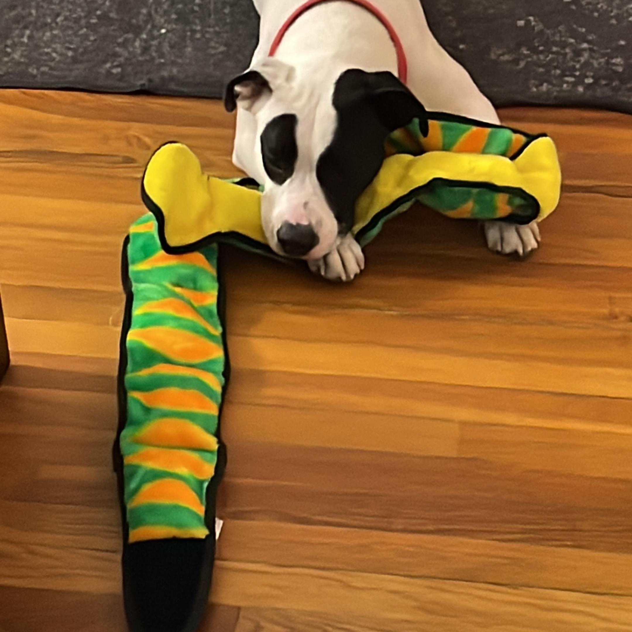 Enlarge Wendy (FKA Stella) - COME MEET!, a ADOPTABLE mixed breed in Medfield, MA image 3/5