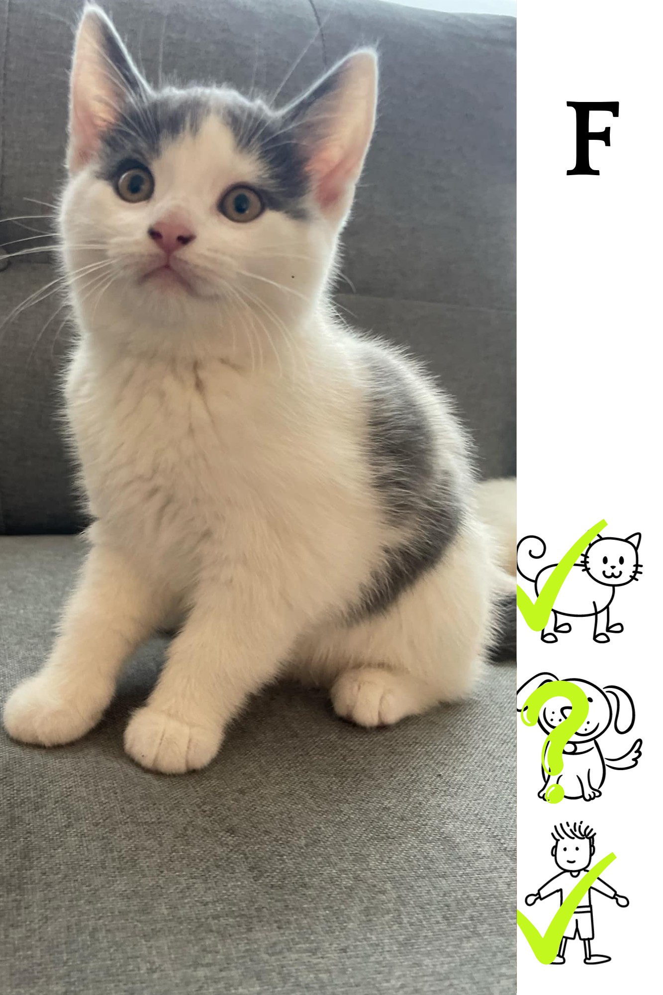 Enlarge Peach, a Adopted Domestic Medium Hair in Longueuil, QC image 1/1