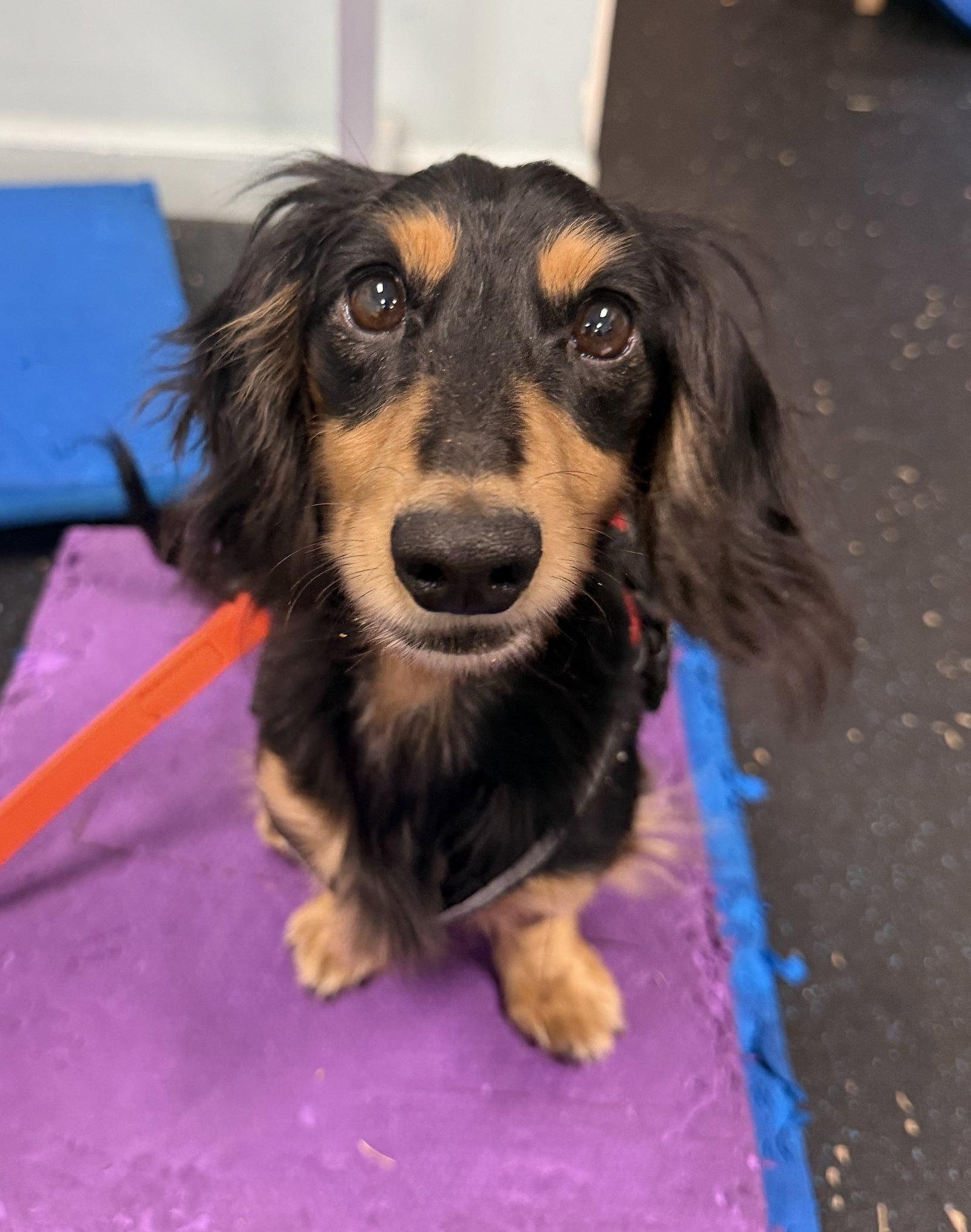 Dash, Adoptable, Young Male Dachshund.