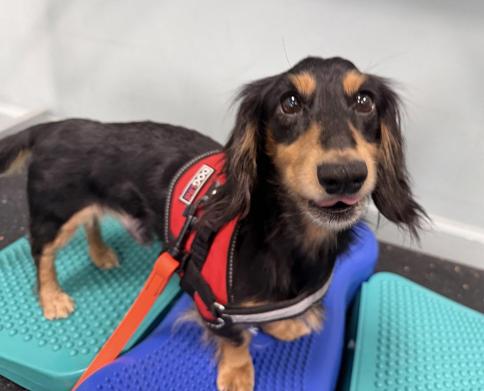 Enlarge Dash, a Adoptable Dachshund in Pearland, TX image 2/3