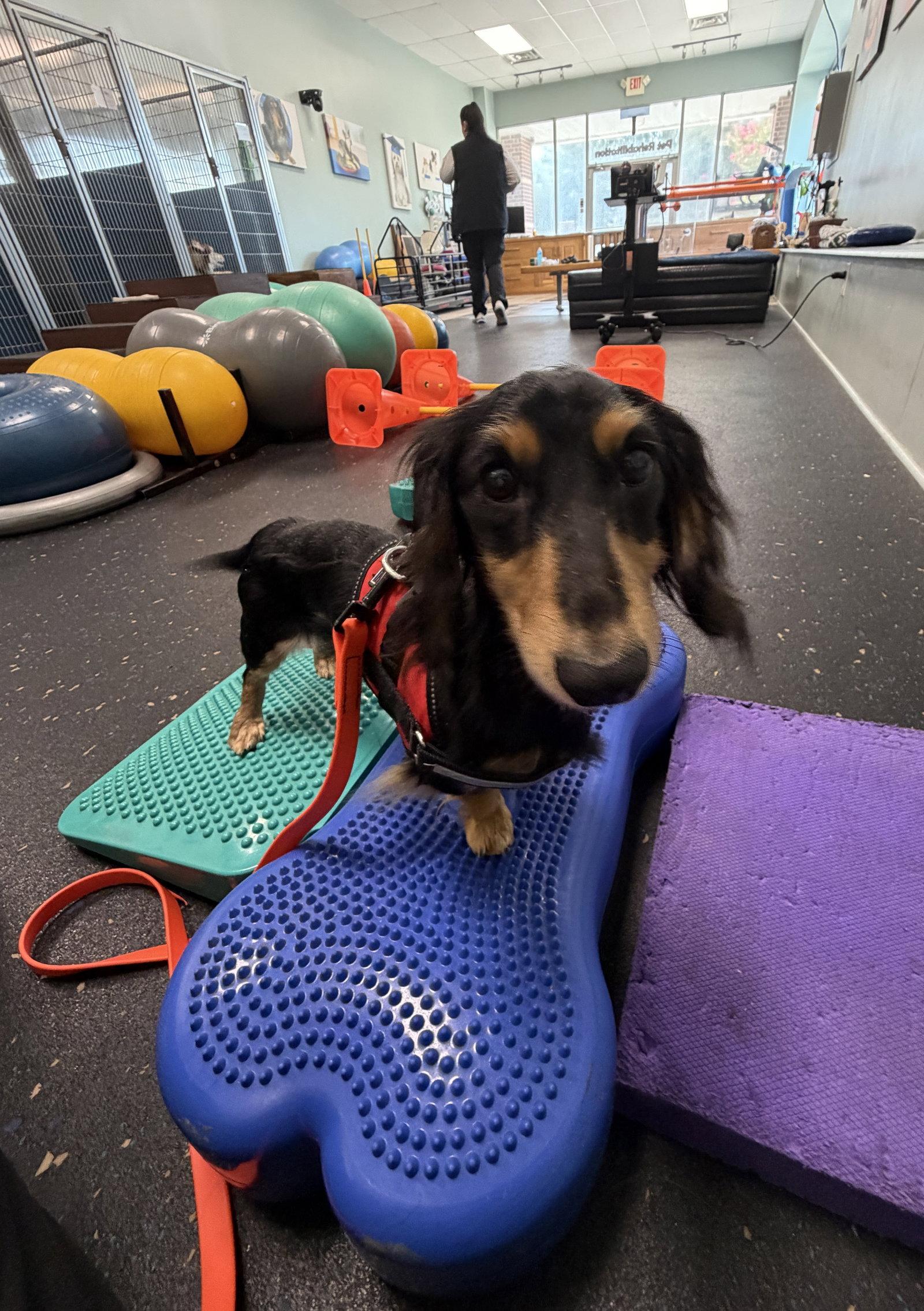 Enlarge Dash, a Adoptable Dachshund in Pearland, TX image 3/3