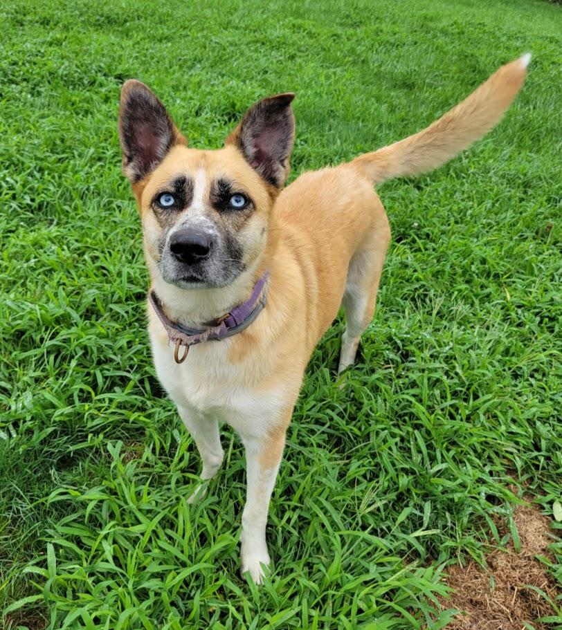 Enlarge Nova, a ADOPTABLE mixed breed in Lisbon, OH image 2/3