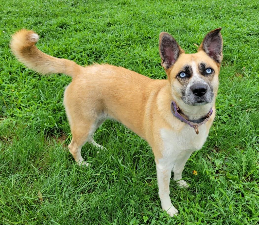 Nova, ADOPTABLE, Adult Female Siberian Husky & Australian Cattle Dog / Blue Heeler.