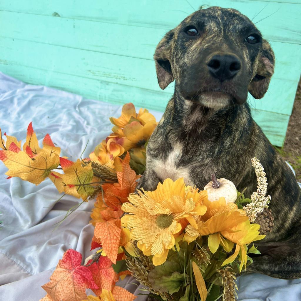 Eddie, Adoptable, Adult Male Mountain Cur & Pit Bull Terrier.