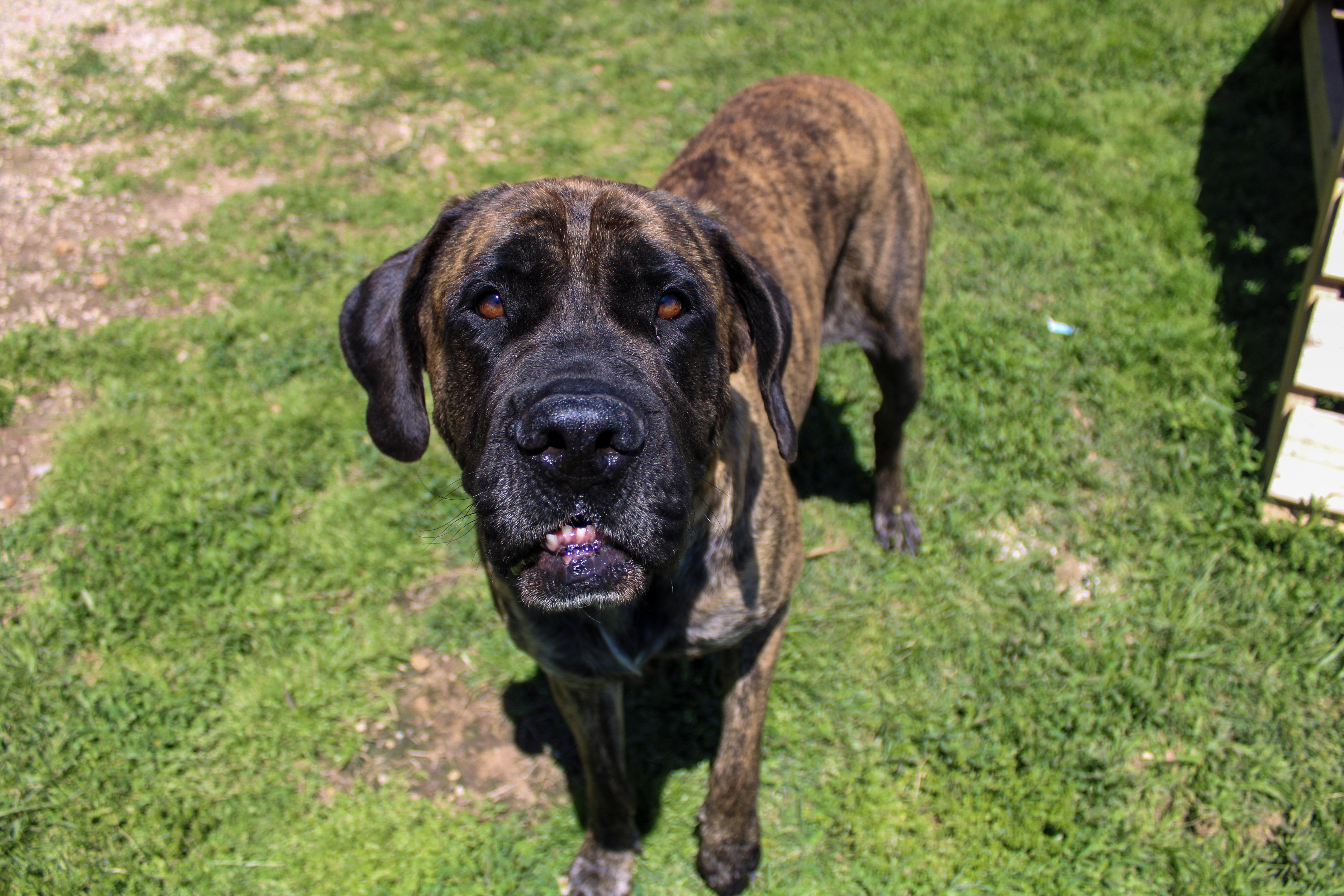 Scarlett 2, an adopted Mastiff in Neosho, MO image 2/2