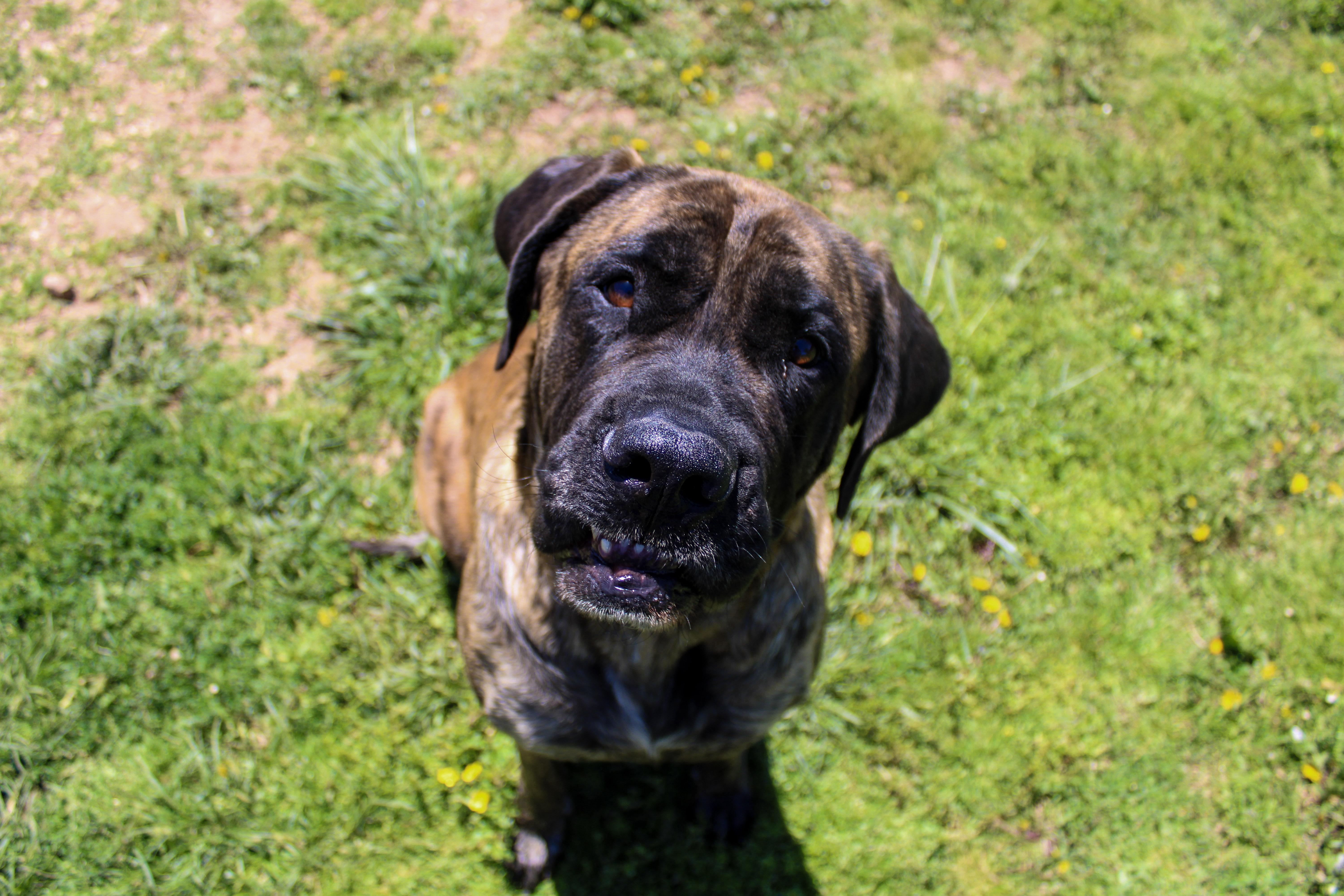 Scarlett 2, adopted, Adult Female Mastiff.