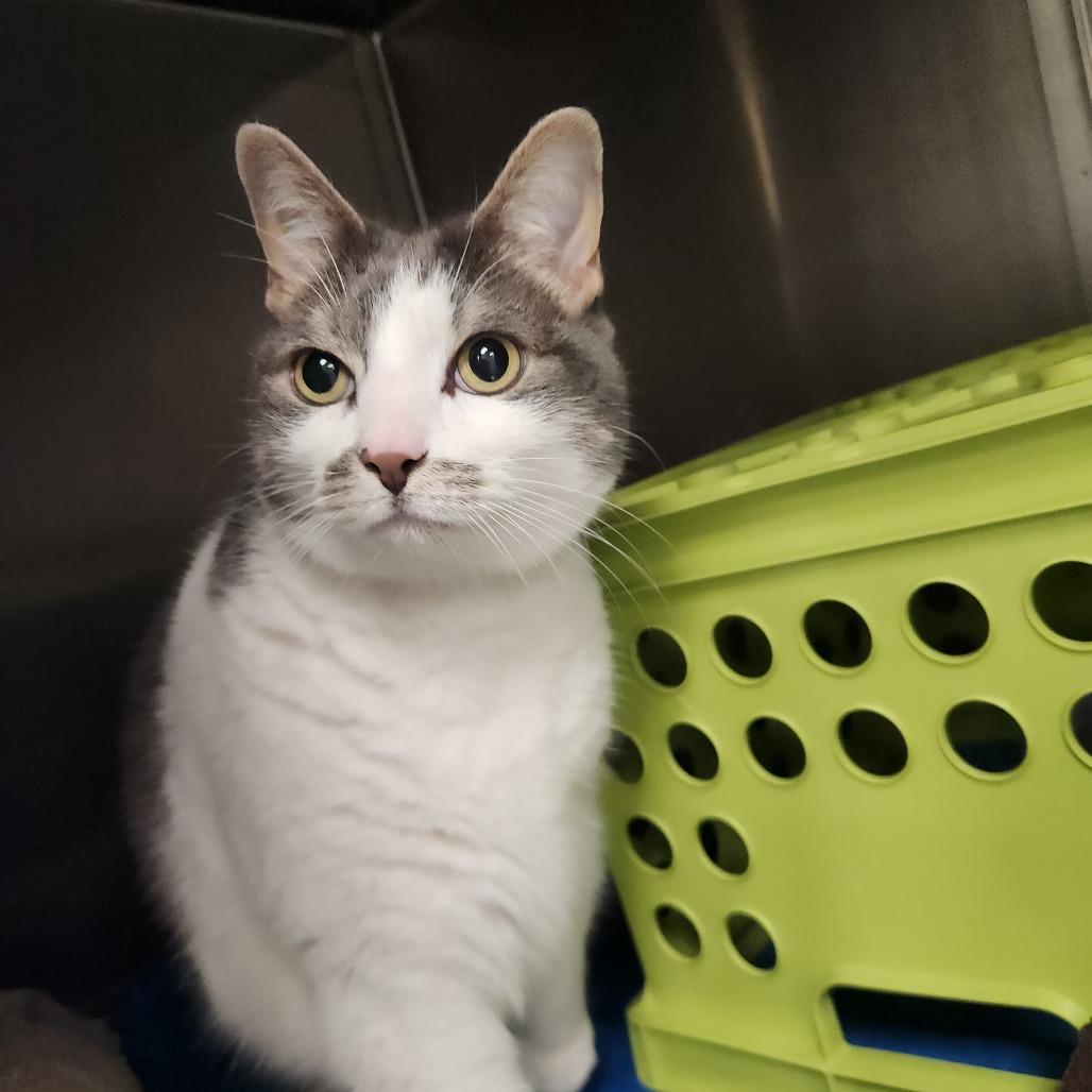 Kibby, Adoptable, Senior Male Domestic Short Hair.